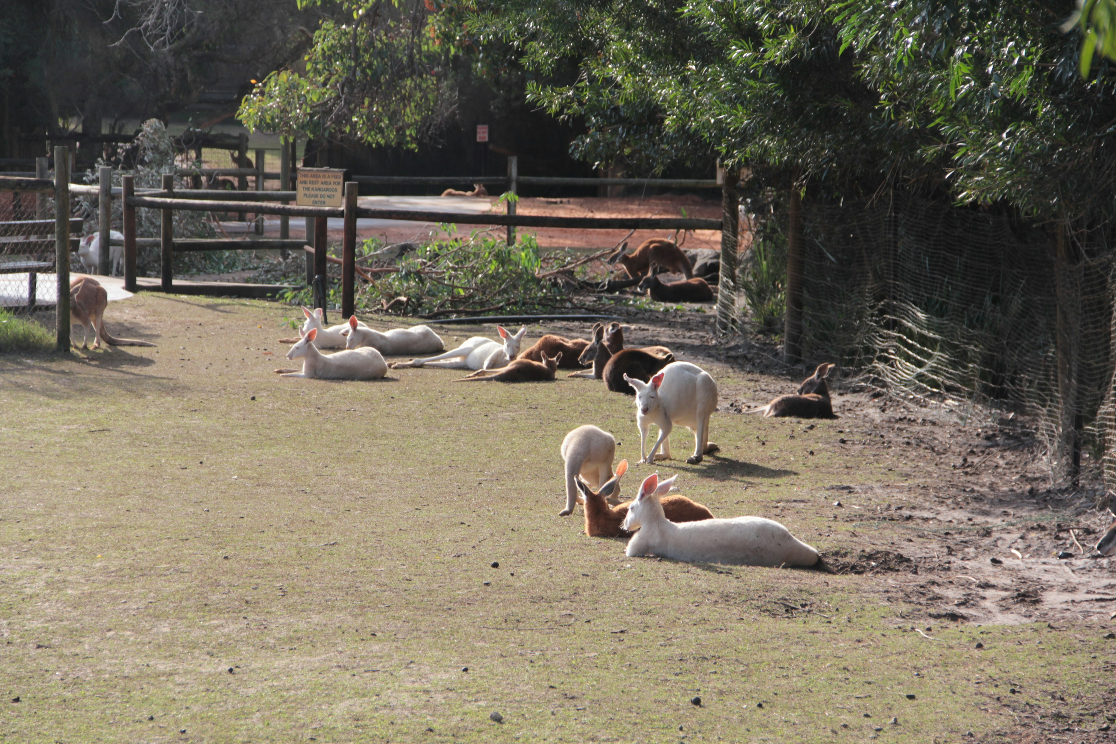 Un grupo de perros relajándose en un área de césped