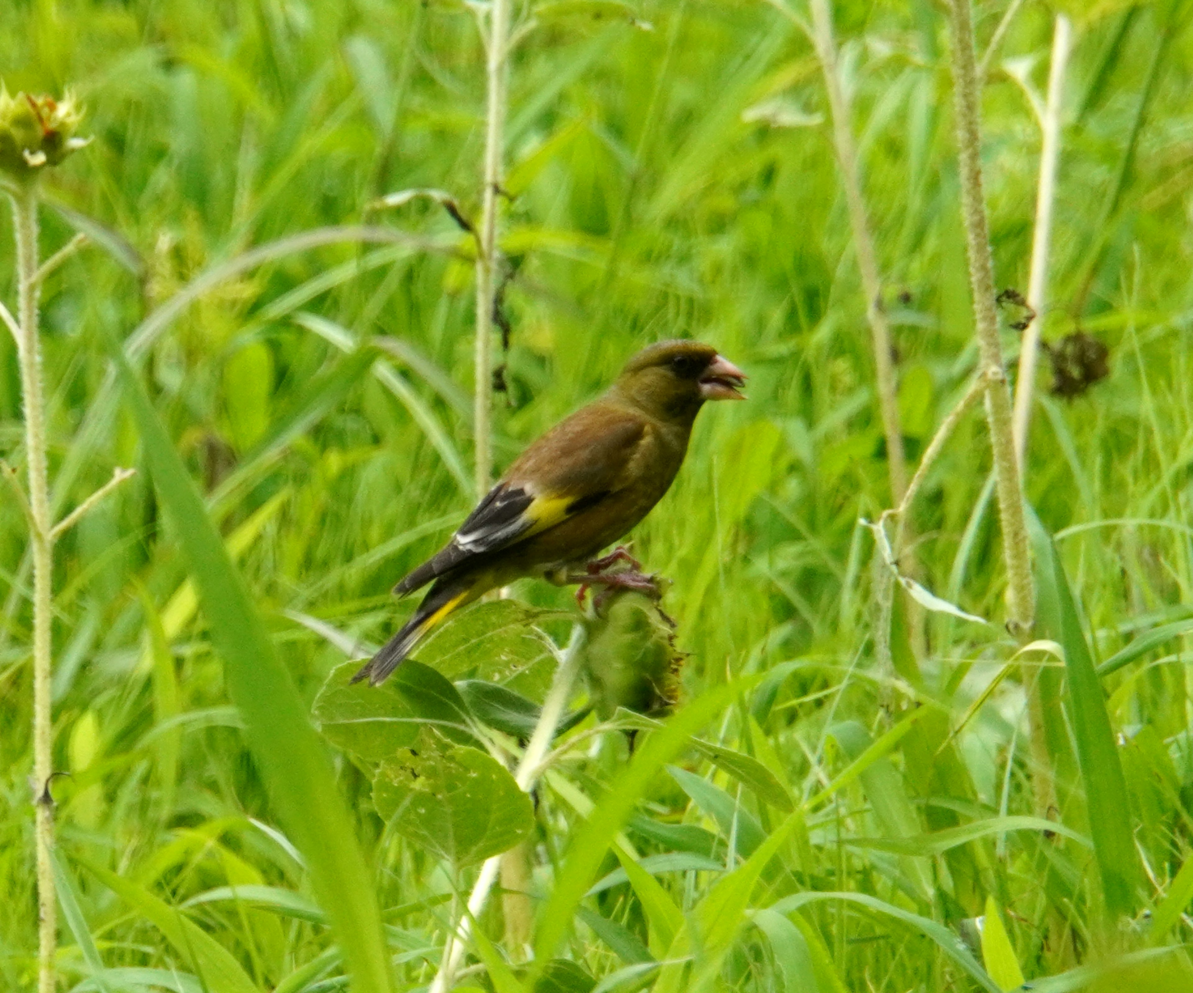 Un pájaro posado sobre hierba verde con colores vibrantes