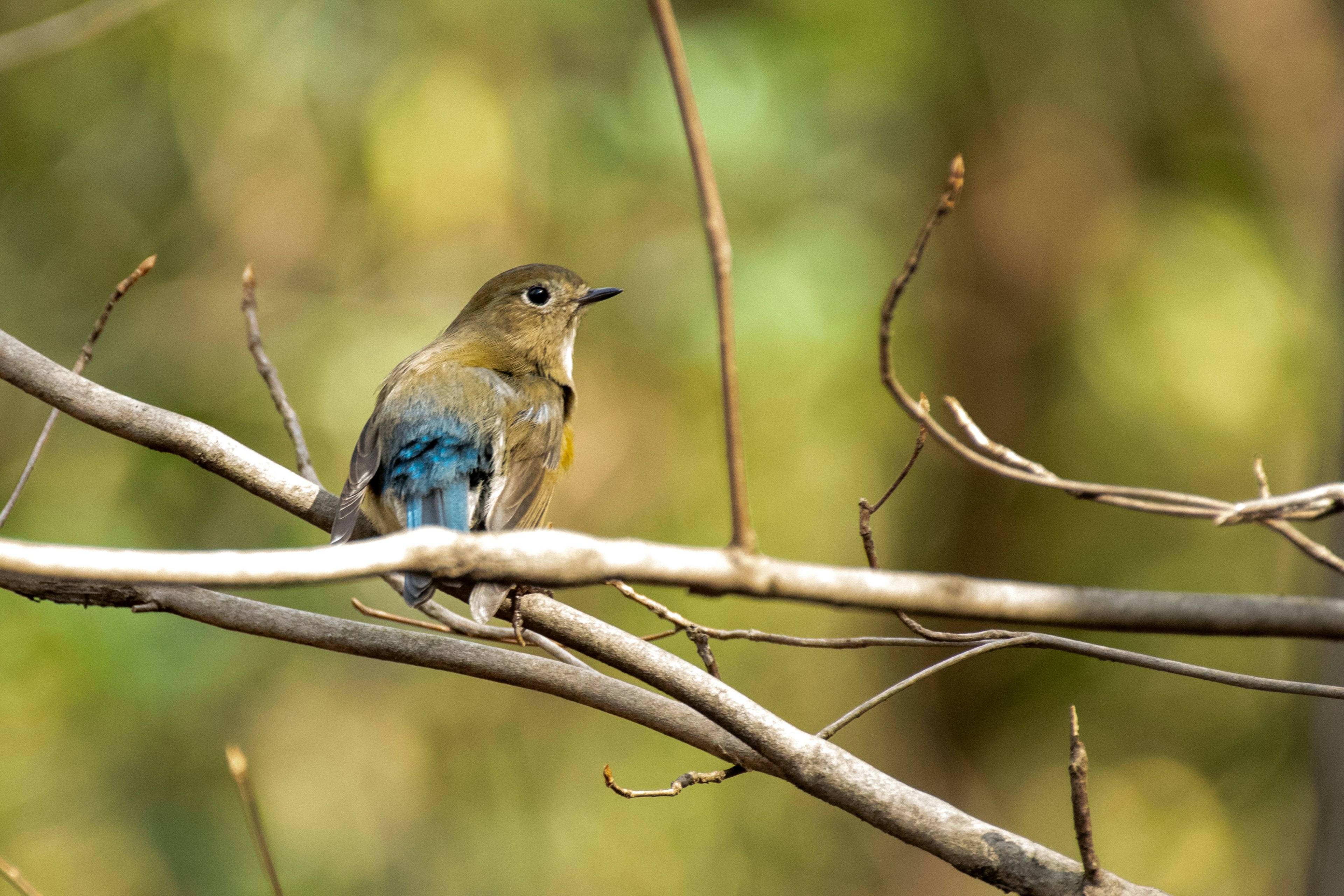 Ein kleiner Vogel mit einem blauen Schwanz, der auf einem Ast sitzt