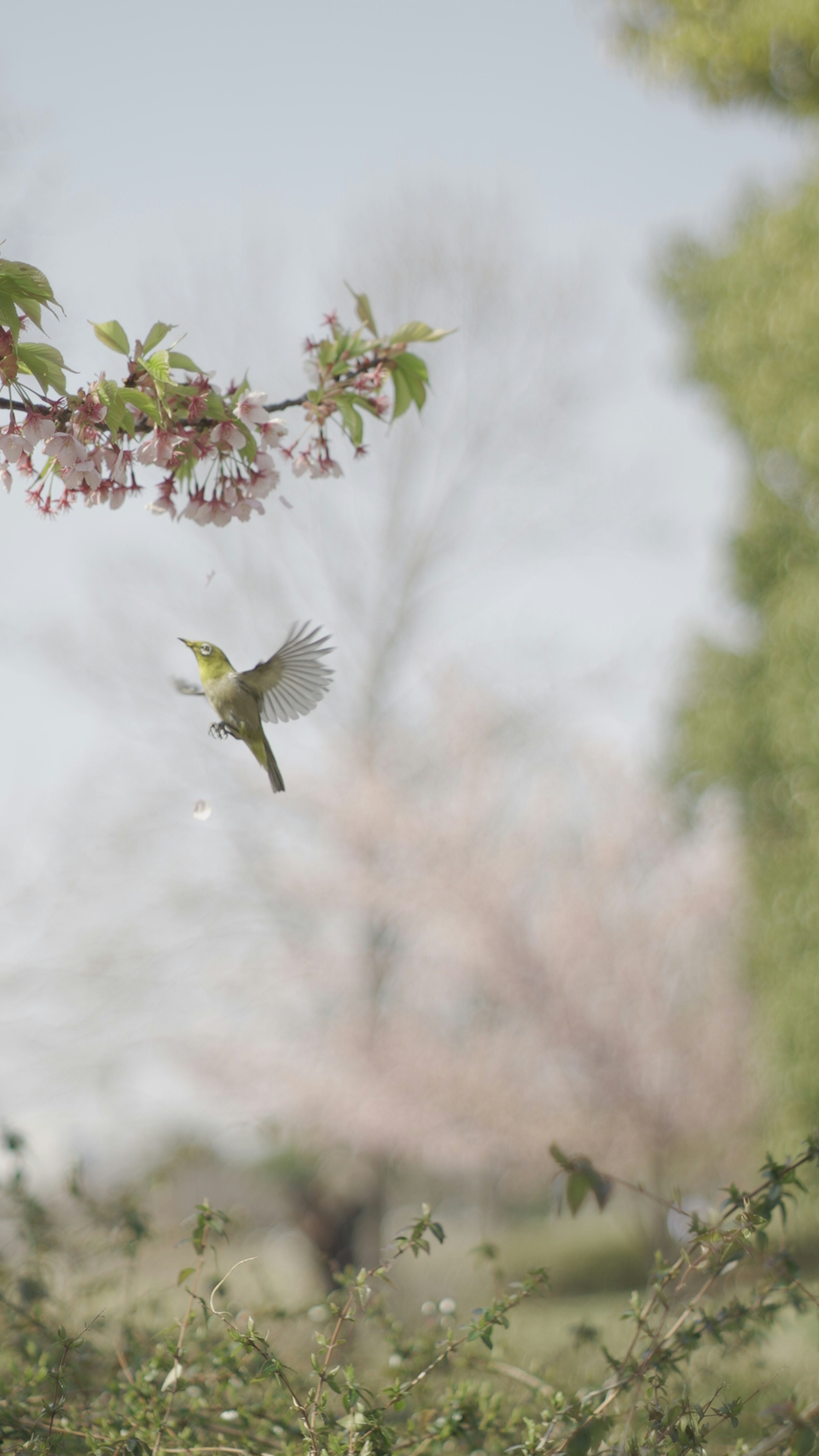 Hummingbird hovering near cherry blossom branches