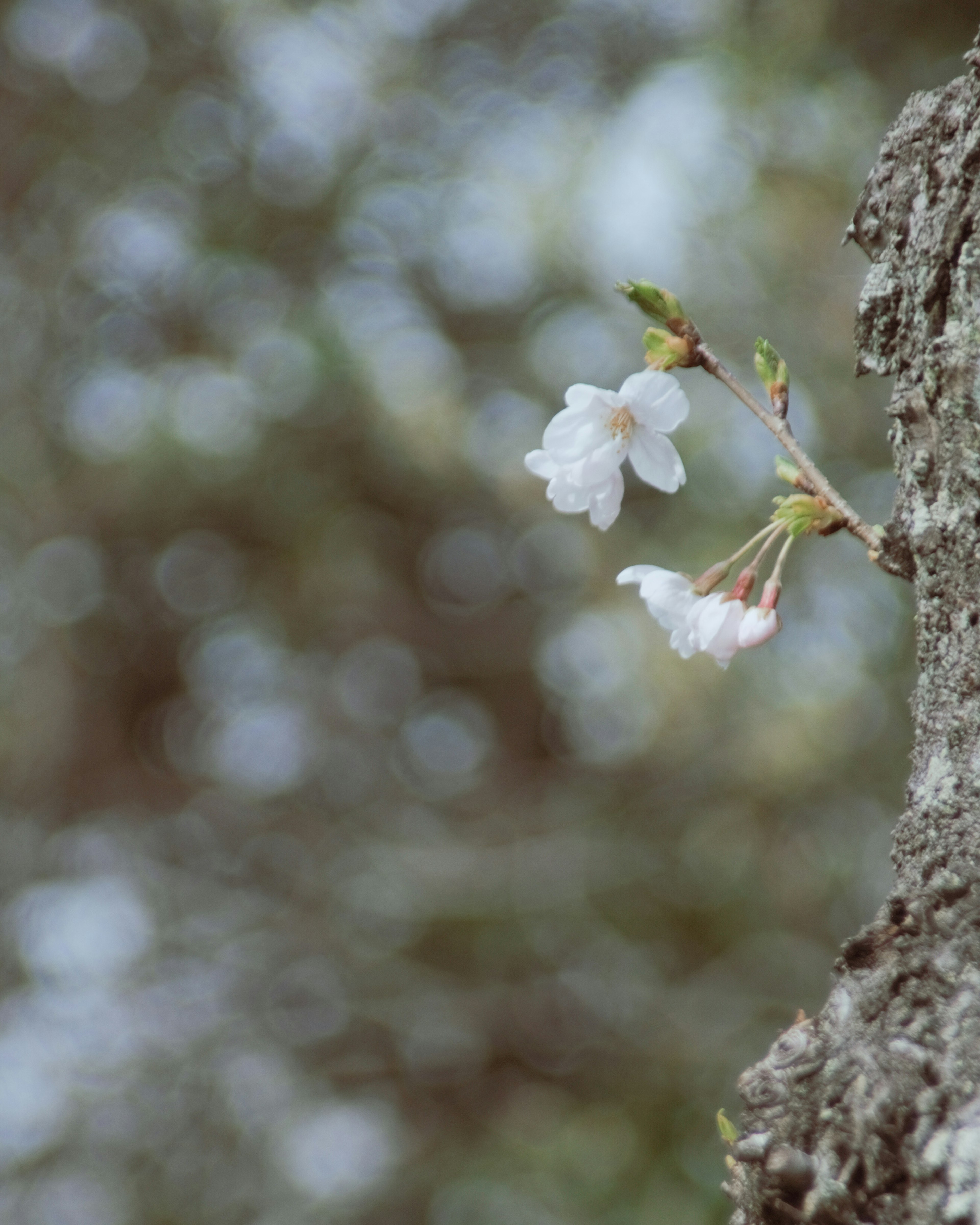 Primo piano di fiori di ciliegio in fiore vicino alla corteccia dell'albero con sfondo sfocato