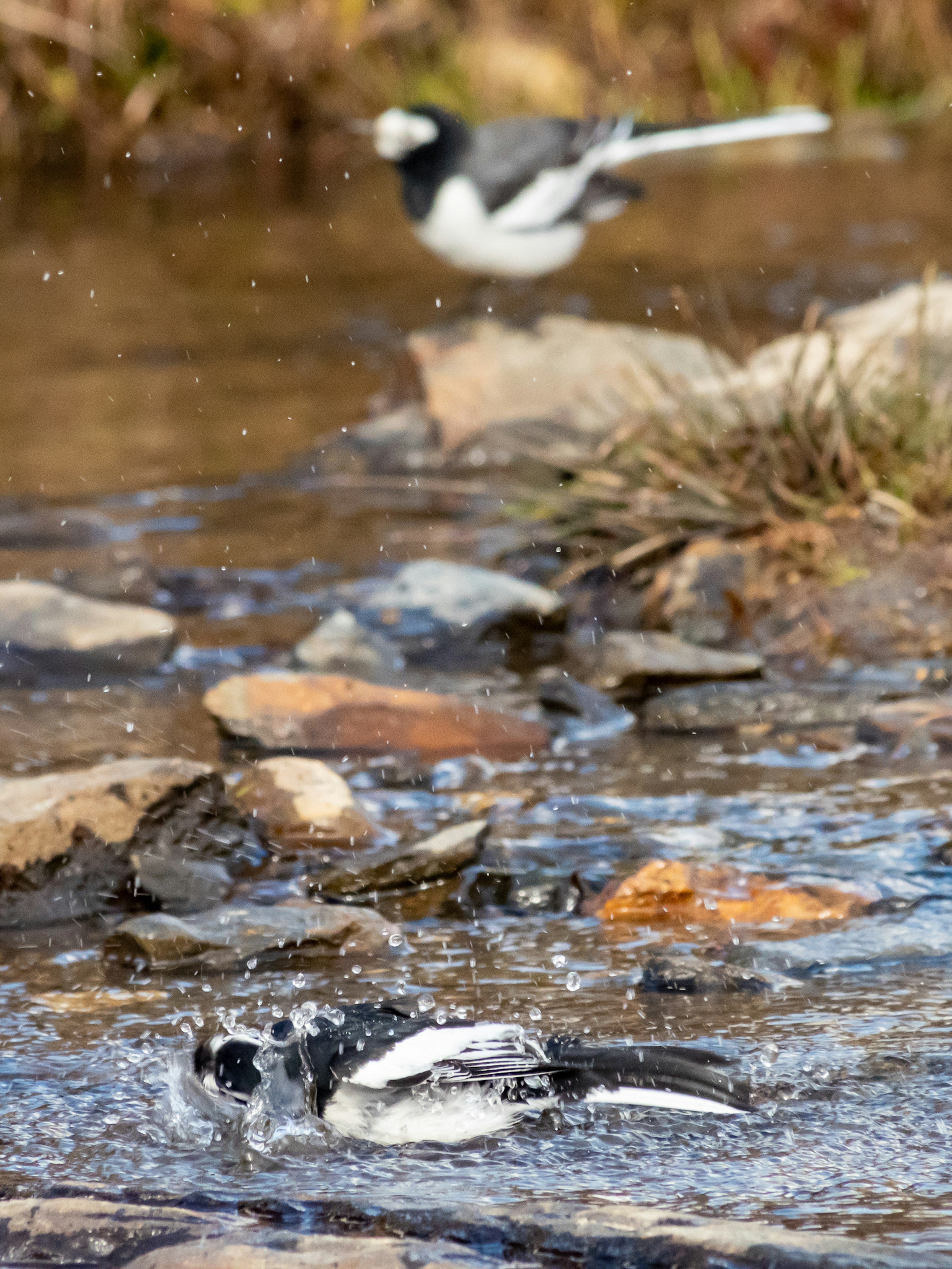 Bird splashing in water with another bird in the background