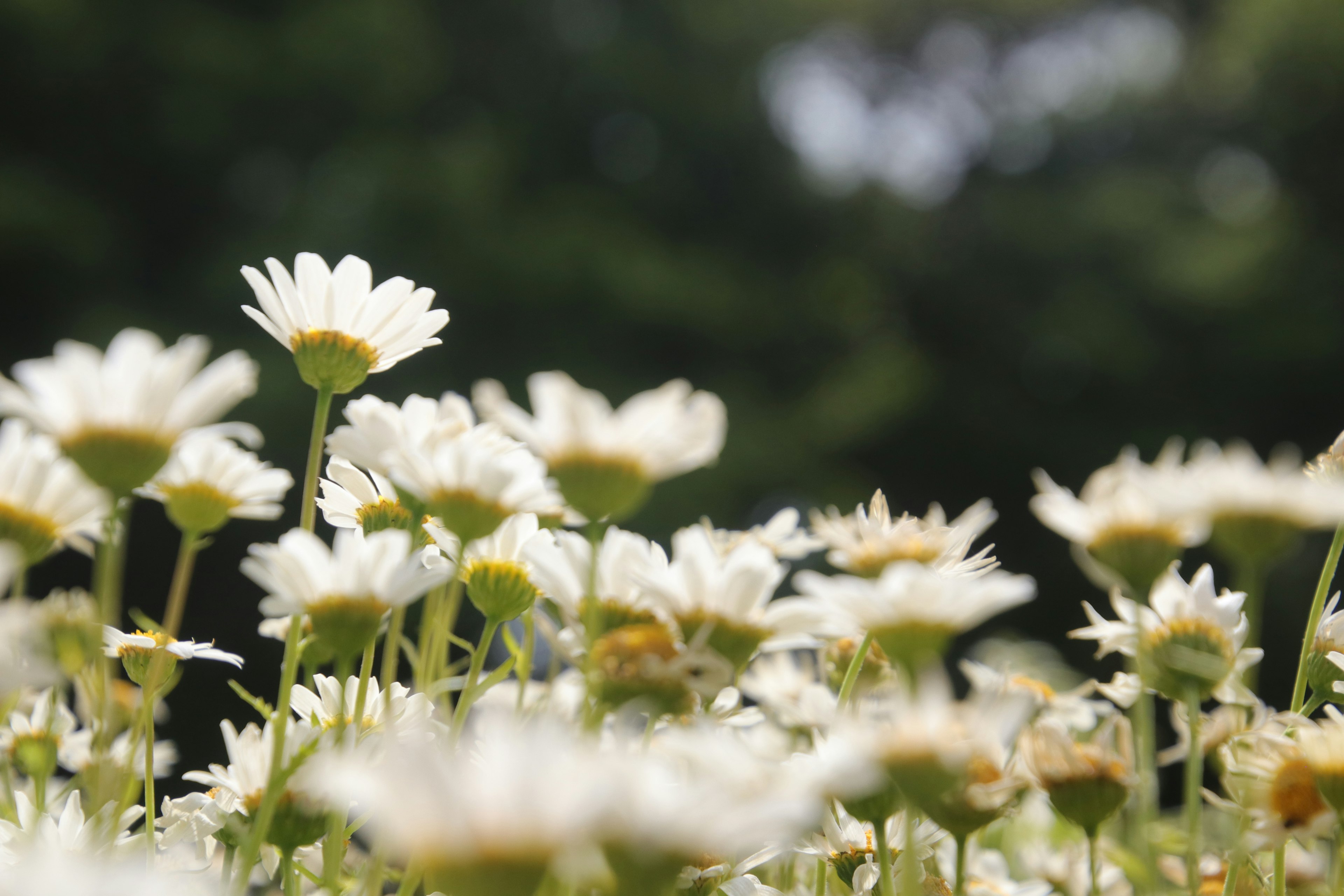 Close-up of a field of white flowers with a green background