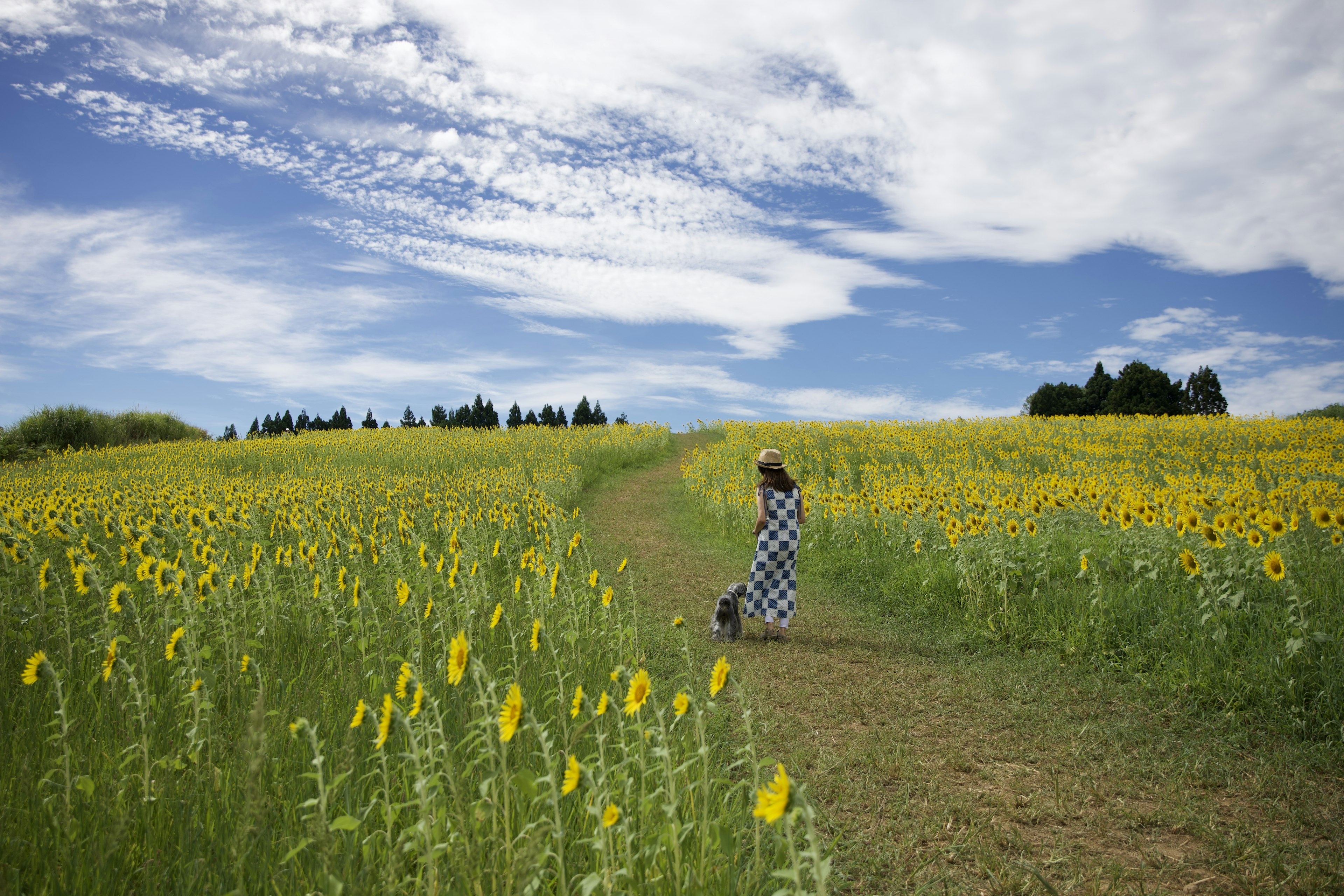 Una mujer caminando por un camino en un hermoso campo de girasoles