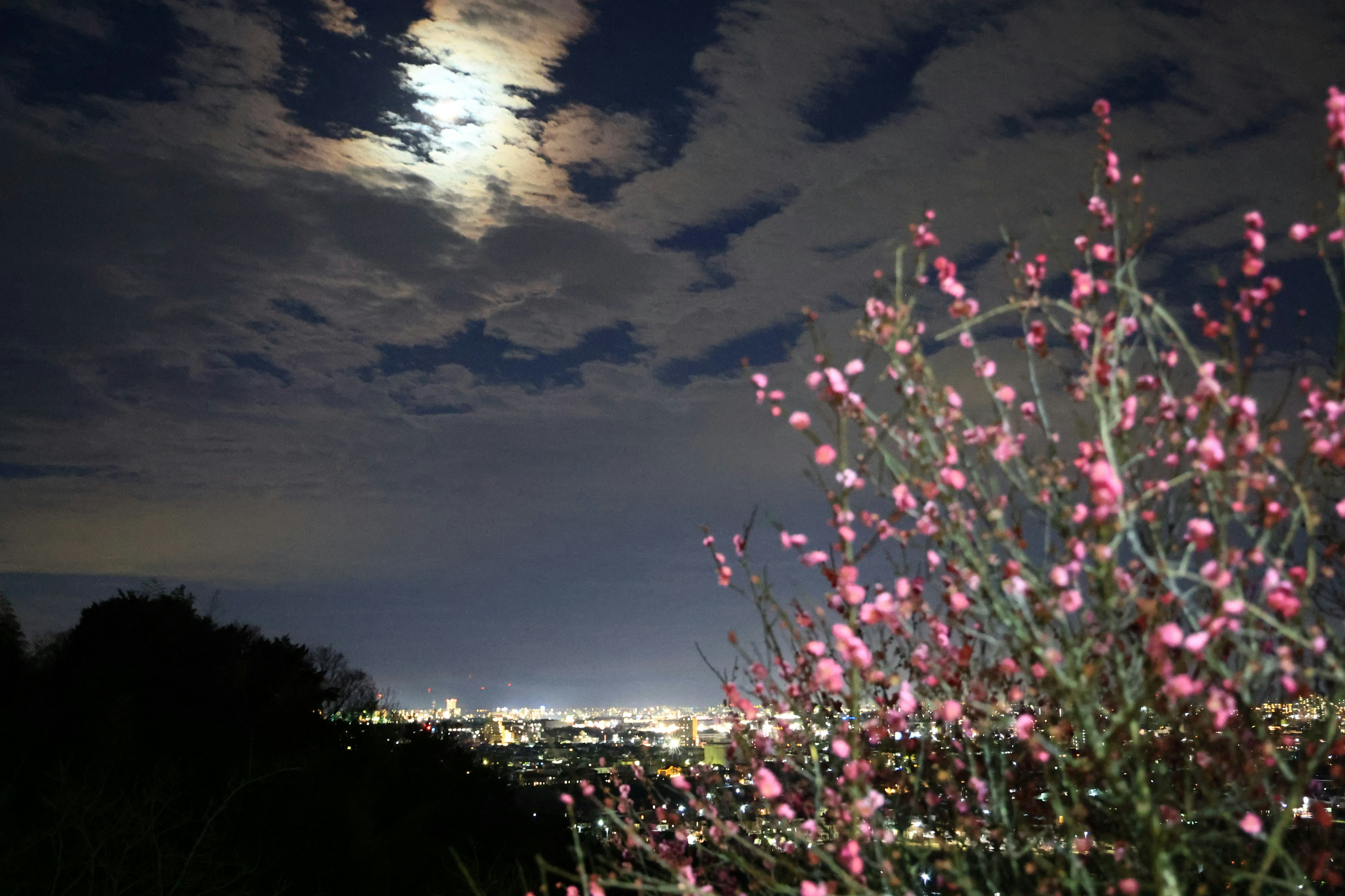 夜空に浮かぶ月と雲の間からの光景にピンクの花が咲く木