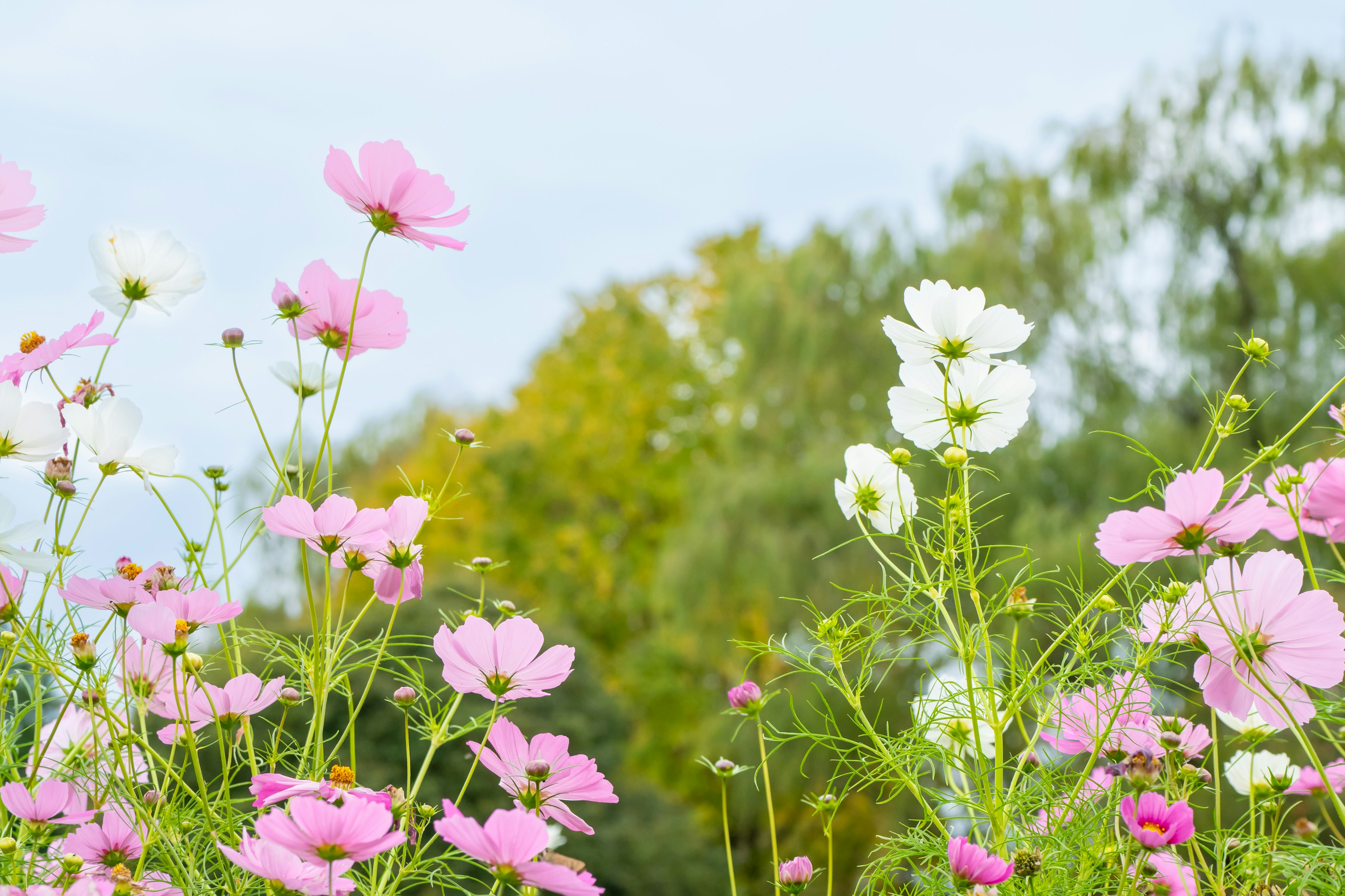 Champ de fleurs roses et blanches avec feuillage vert en arrière-plan