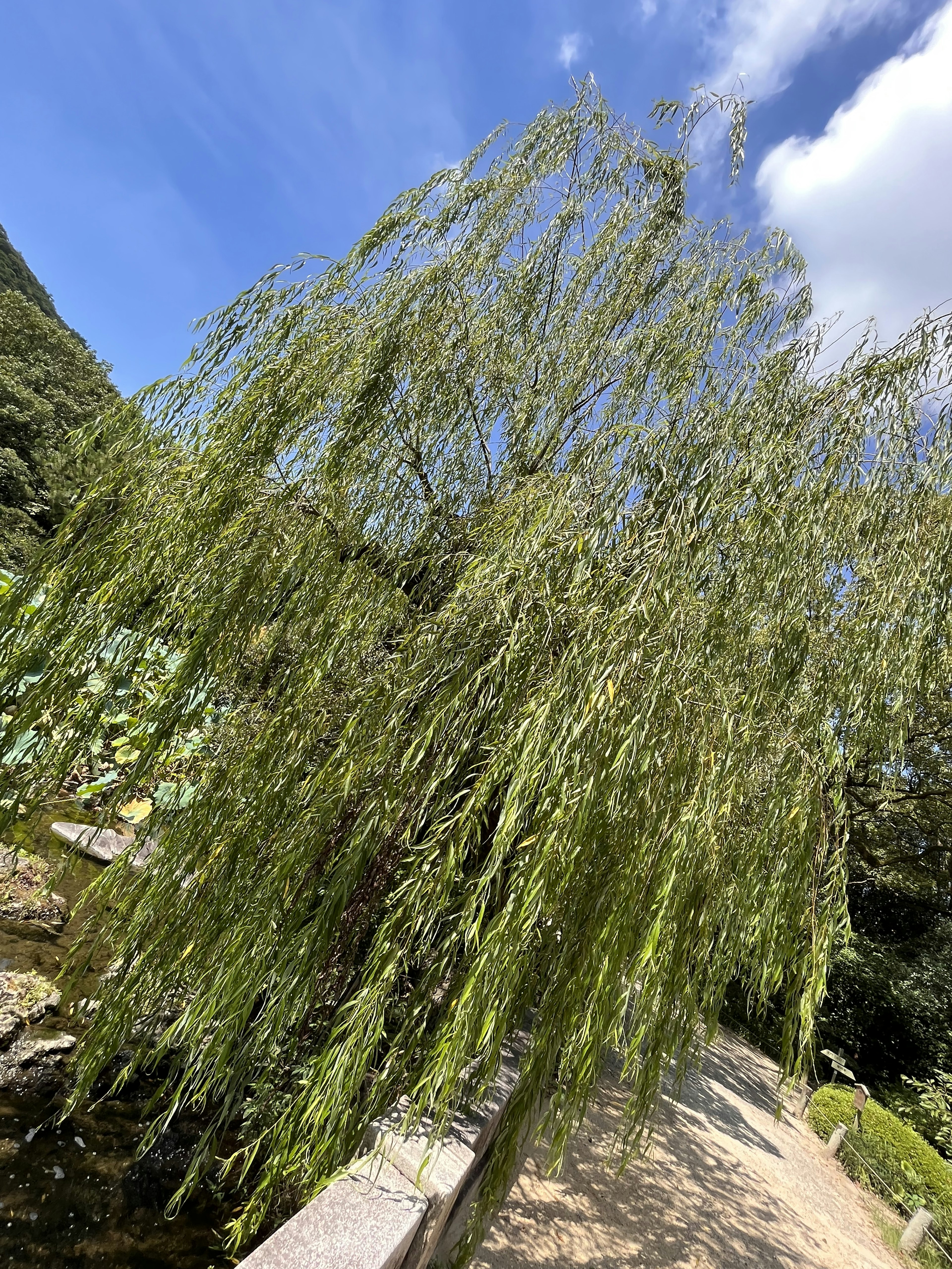 Ein grüner Weidenbaum nahe einem Fluss unter einem klaren blauen Himmel