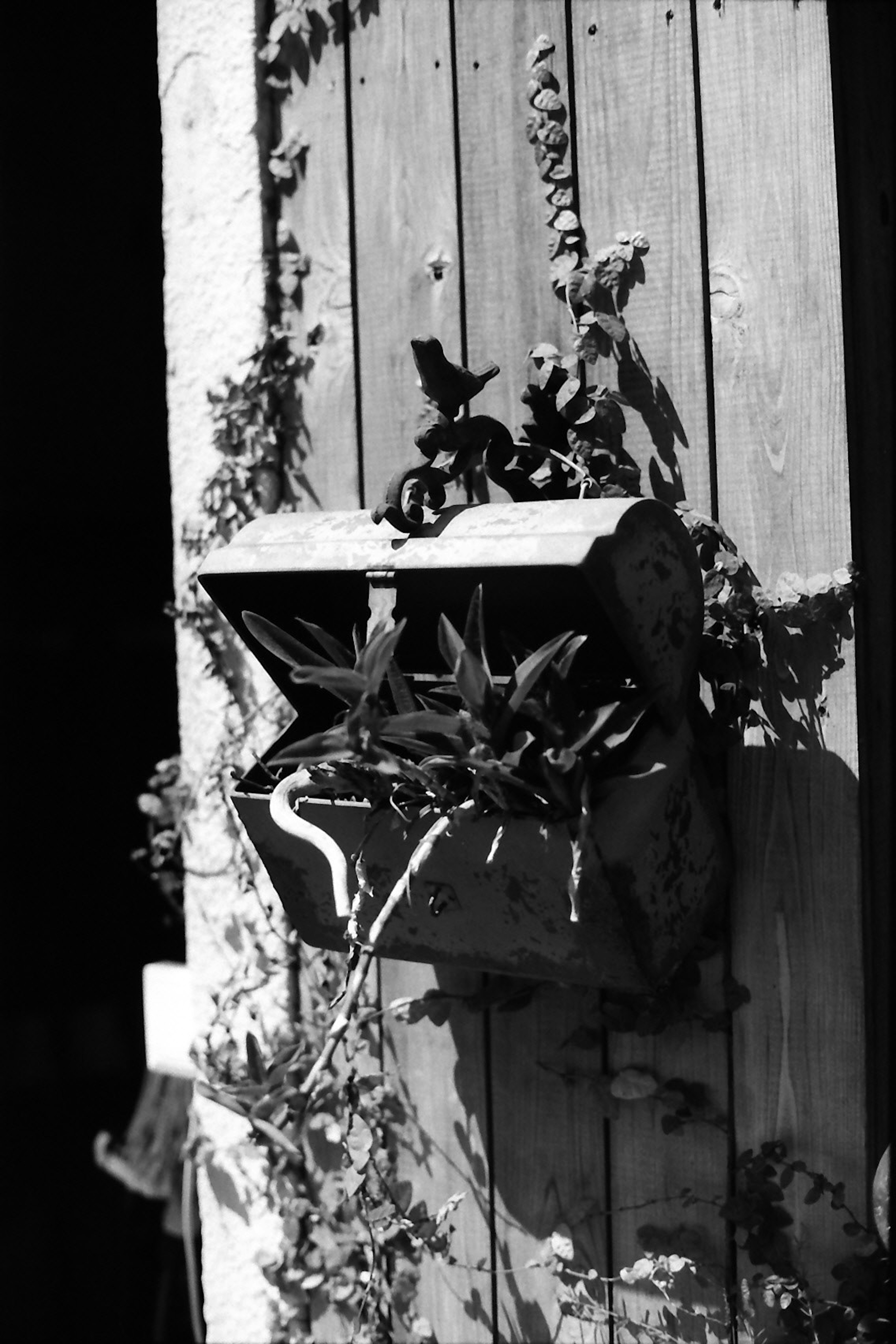 Buzón negro adjunto a una puerta de madera antigua con plantas trepadoras