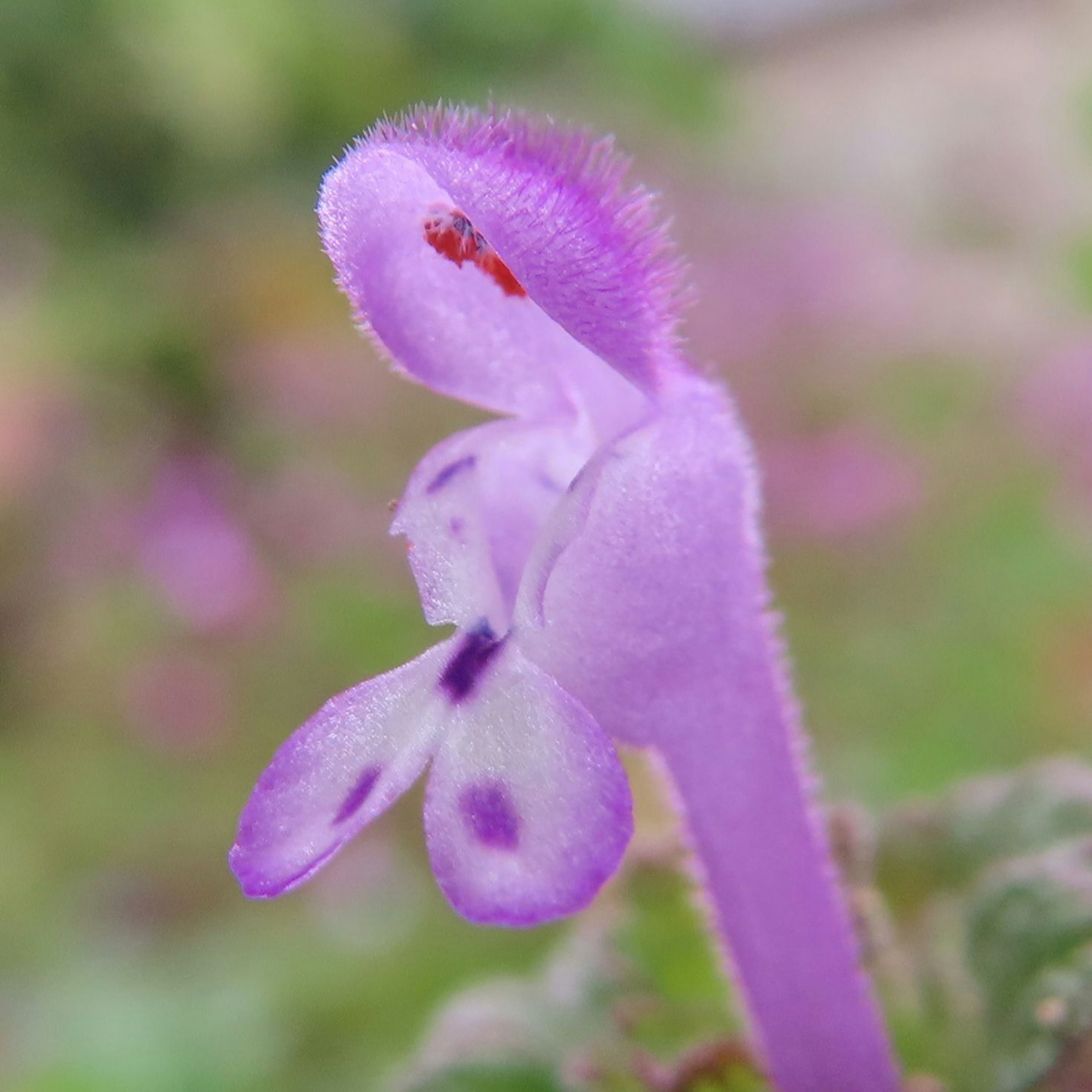 Immagine ravvicinata di una pianta con fiori viola distintivi