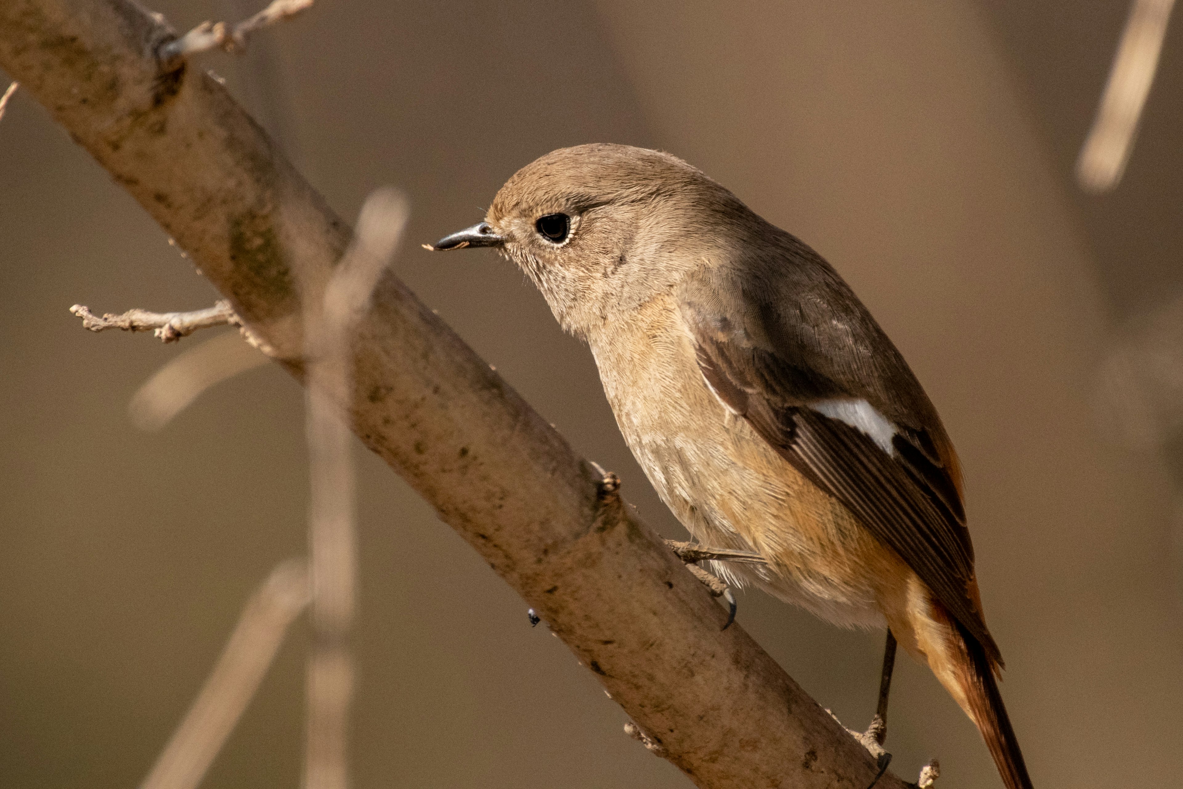 Nahaufnahme eines kleinen braunen Vogels, der auf einem Zweig sitzt