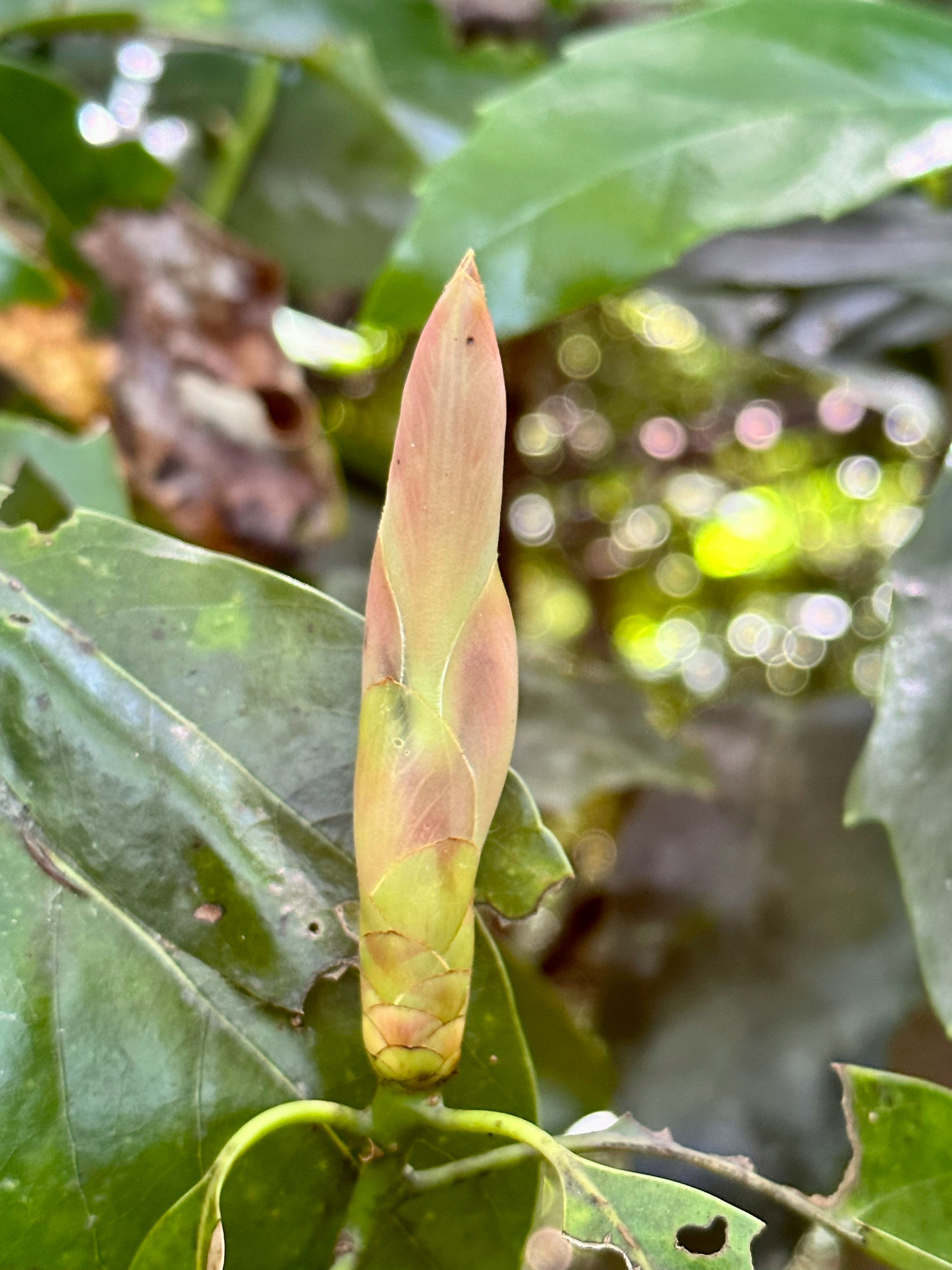 Un nouveau bourgeon émergeant entre les feuilles