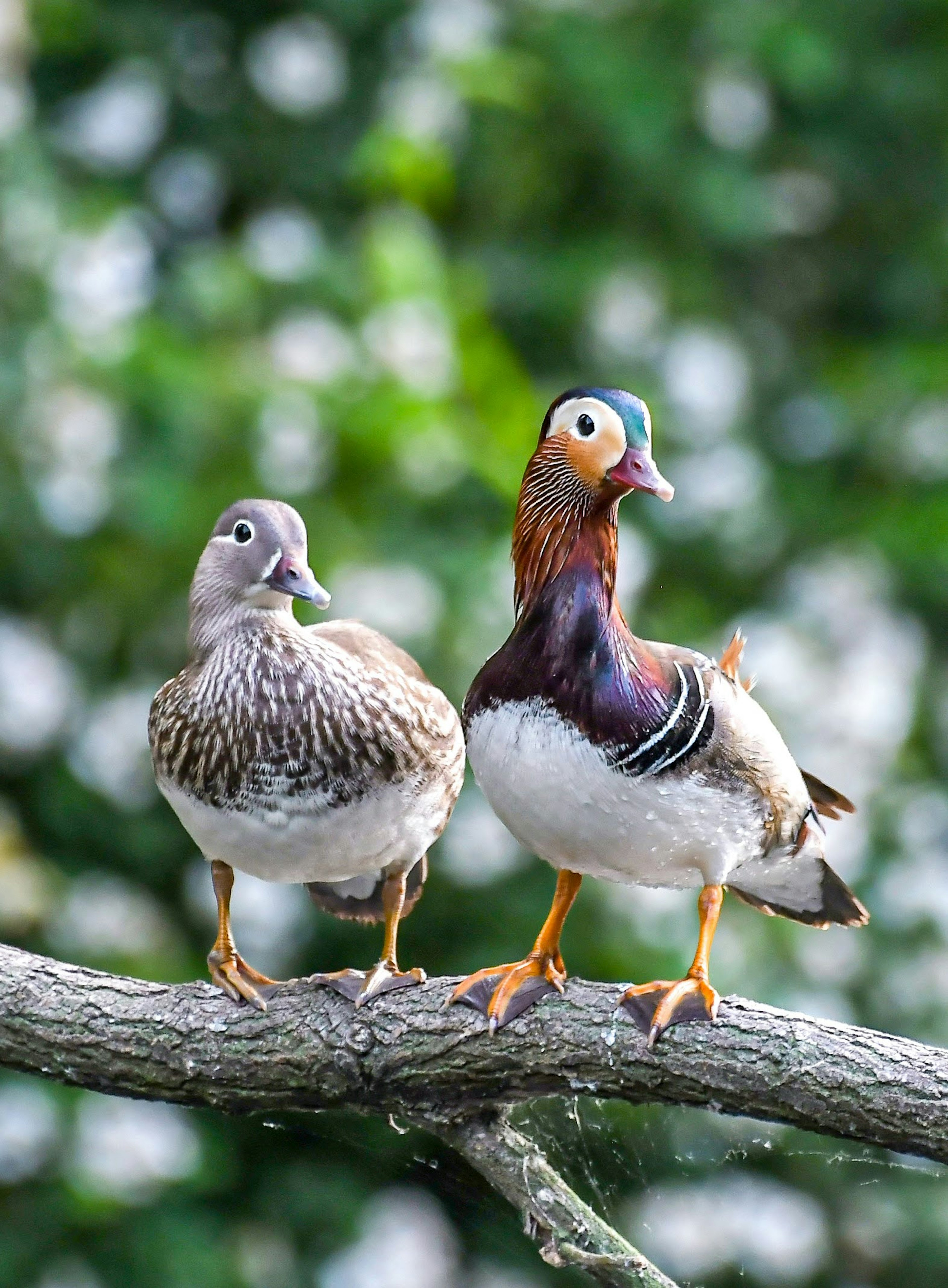 2羽のカモが枝に止まっている緑の背景の画像