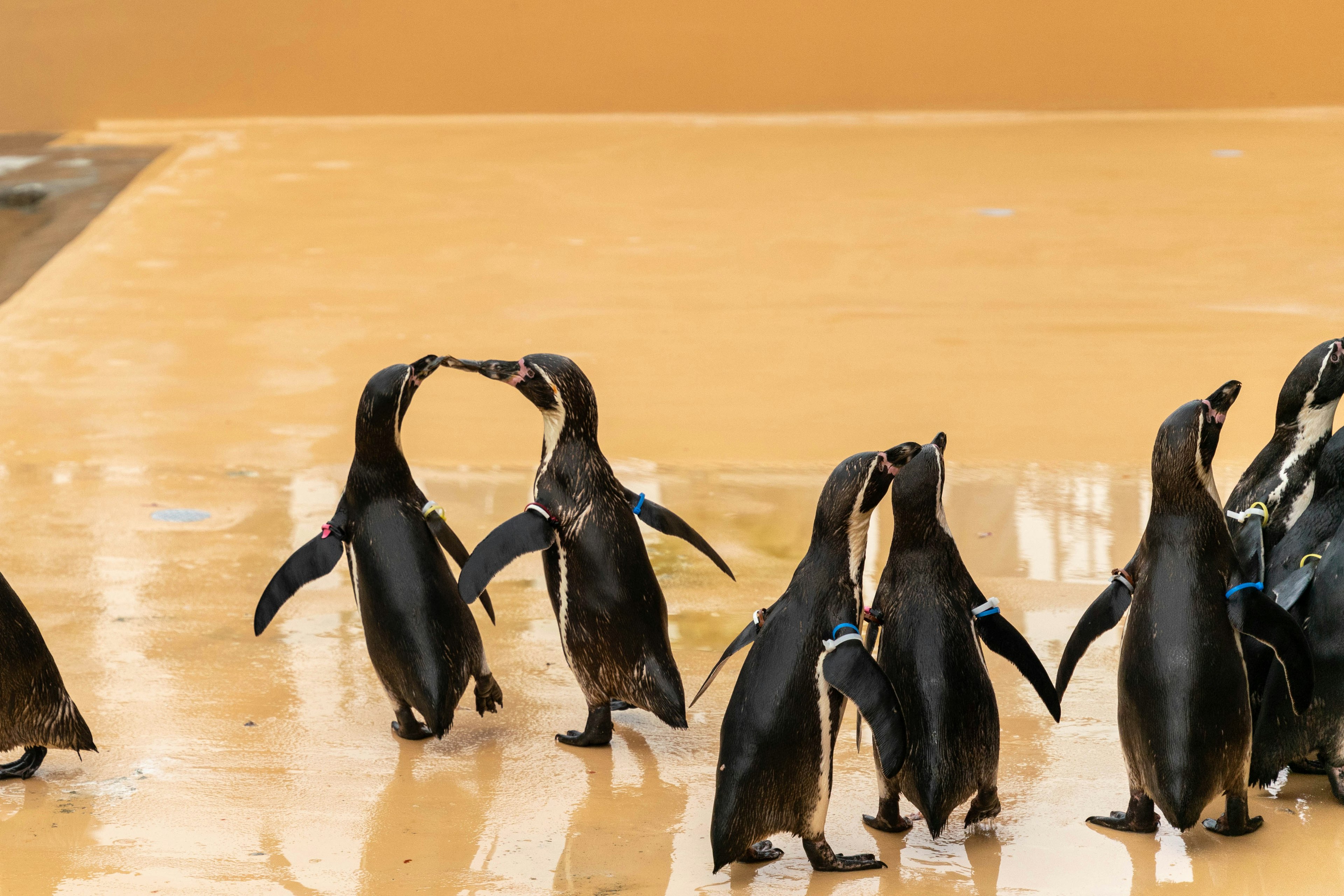 Penguins interacting with their beaks touching