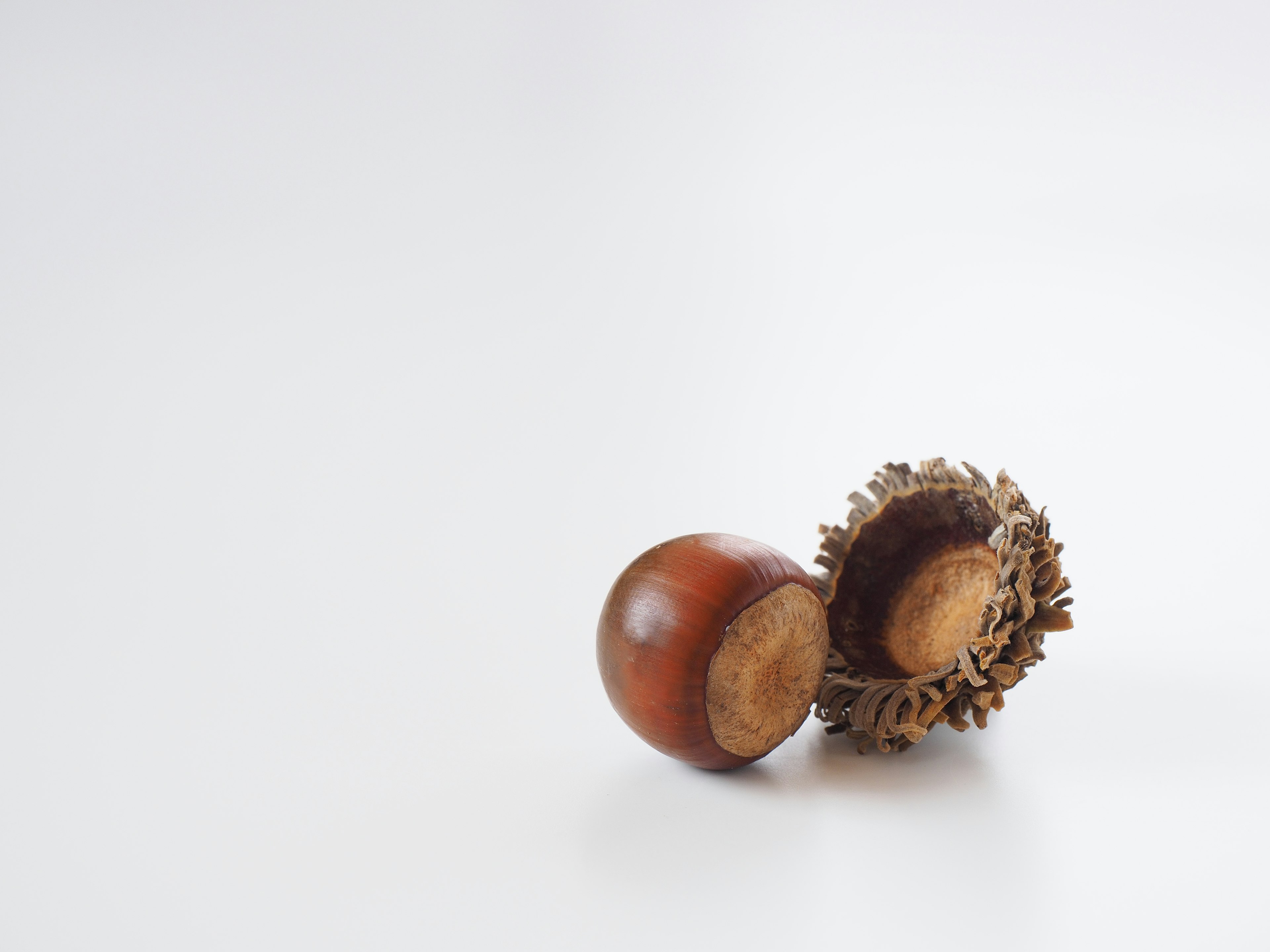 Two chestnuts on a white background