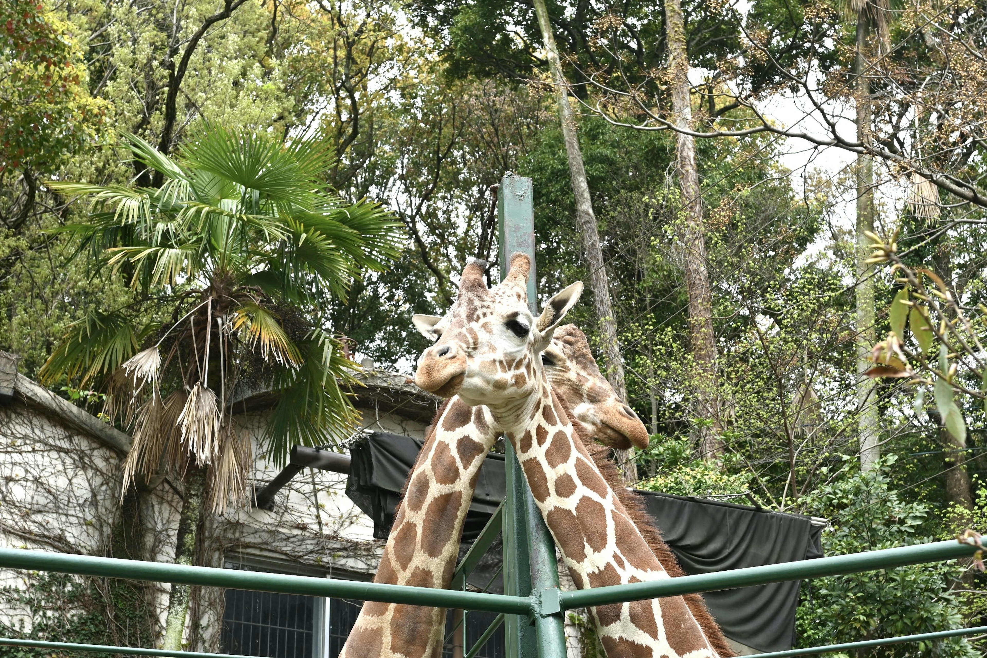 Two giraffes leaning against each other in a zoo enclosure surrounded by greenery and a stone building