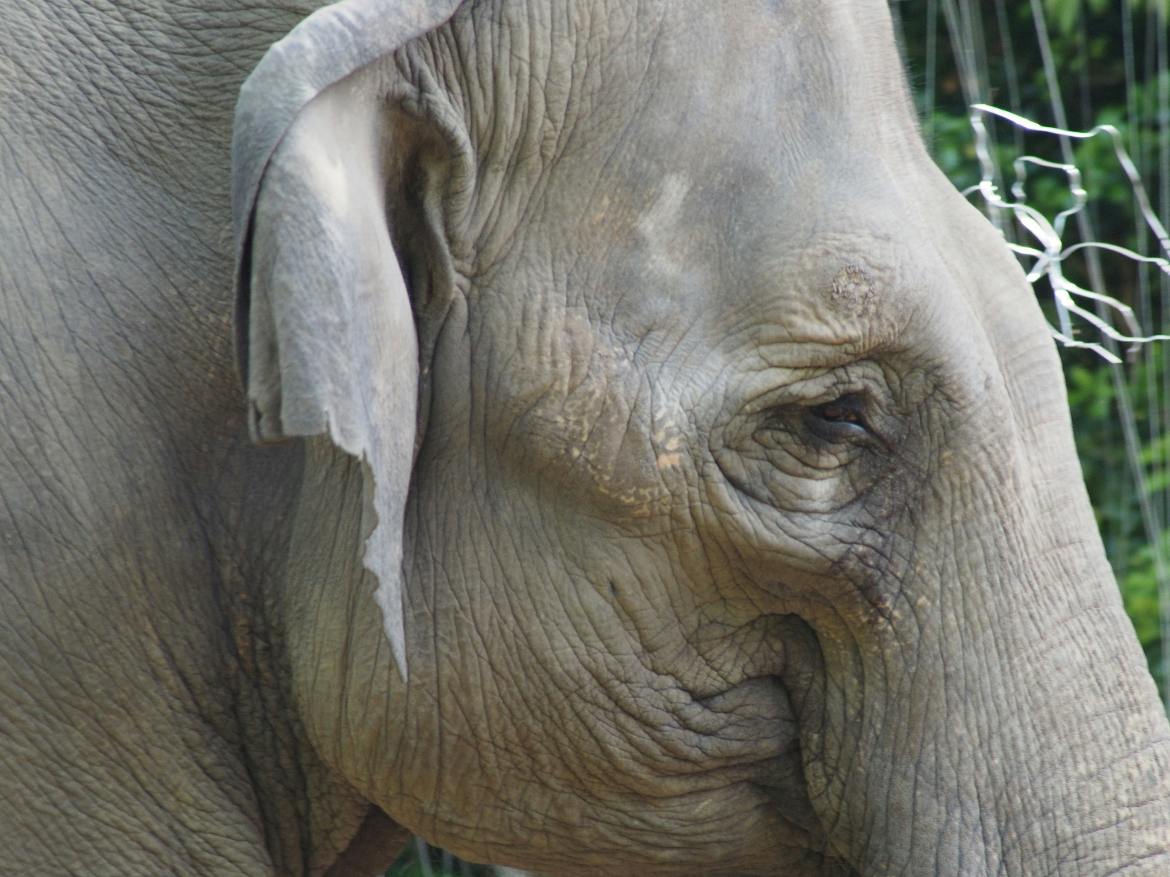 Primo piano del volto di un elefante che mostra la sua orecchia e il suo occhio