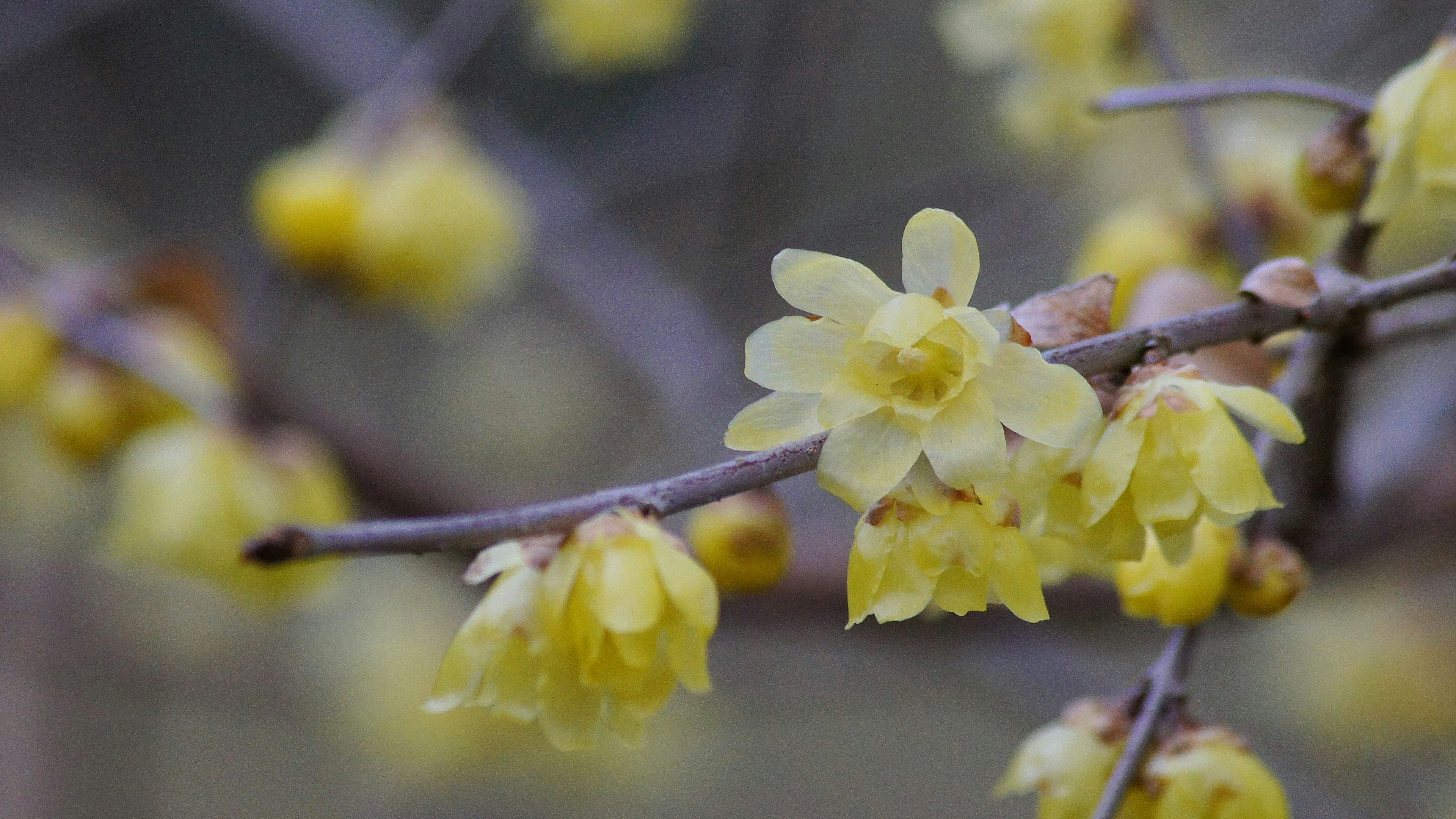 Nahaufnahme von blühenden gelben Wintersüßblumen an einem Zweig