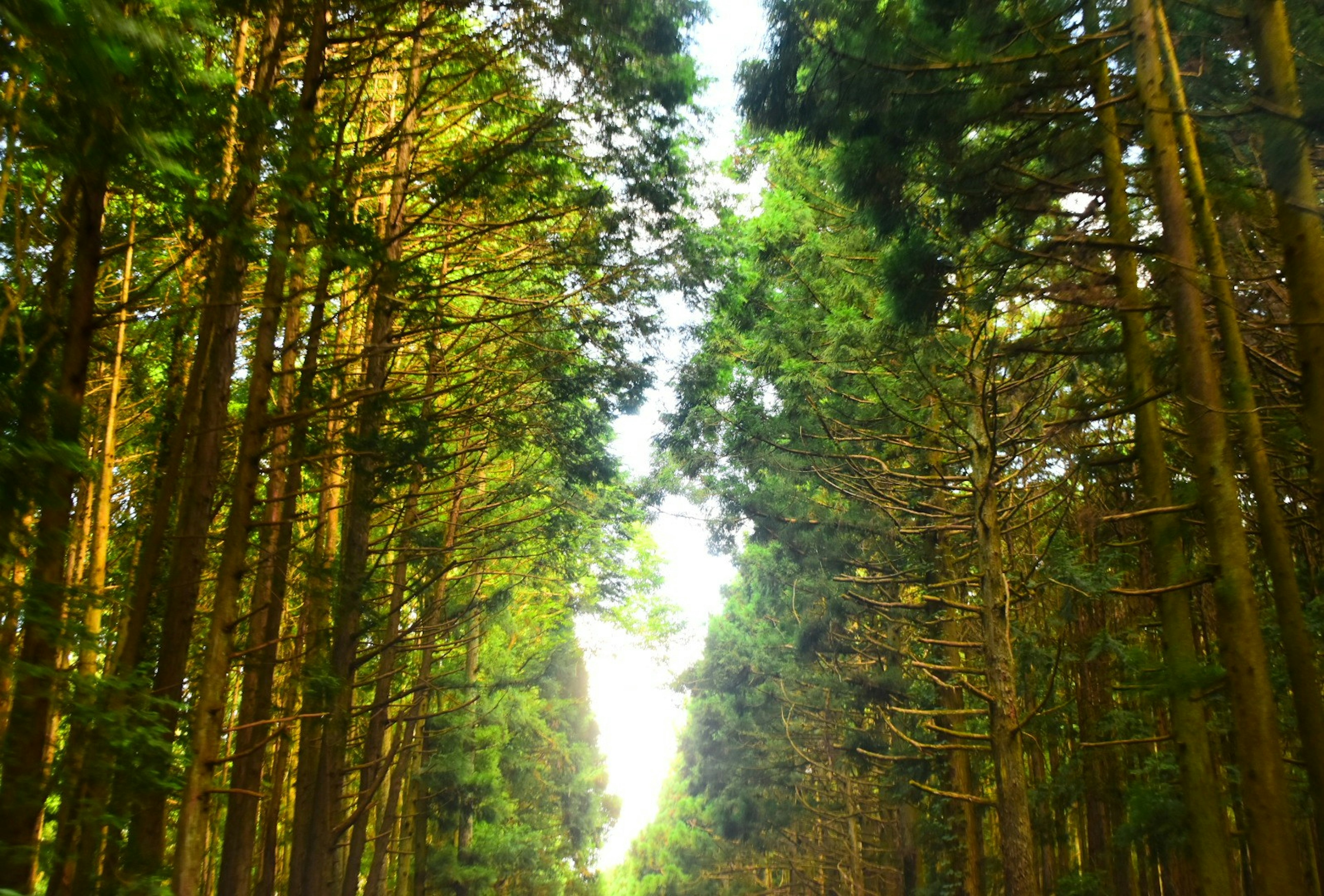 Jalan setapak di hutan hijau lebat dengan pohon-pohon tinggi