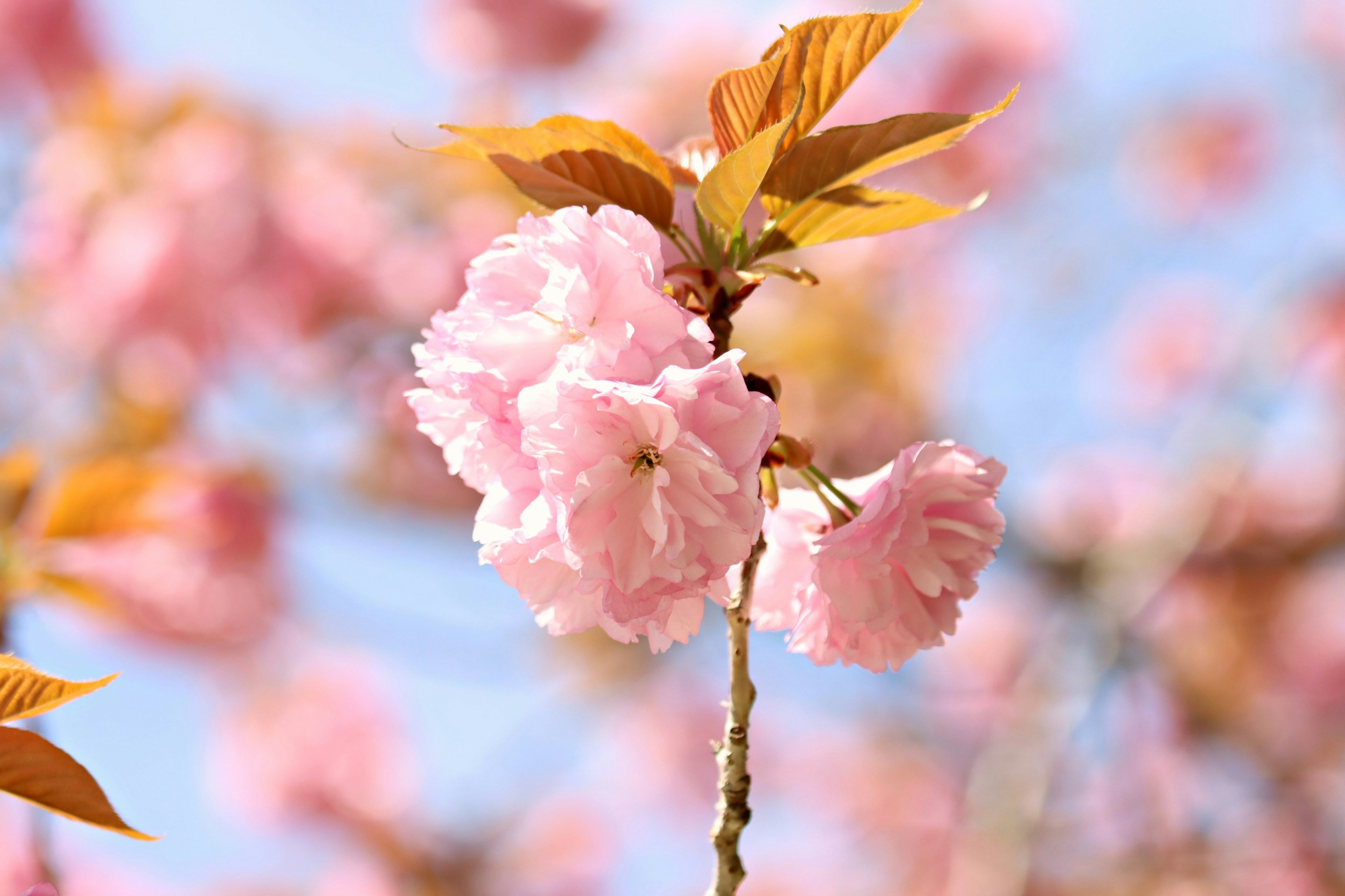 Nahaufnahme von Kirschblüten mit rosa Blütenblättern und grünen Blättern