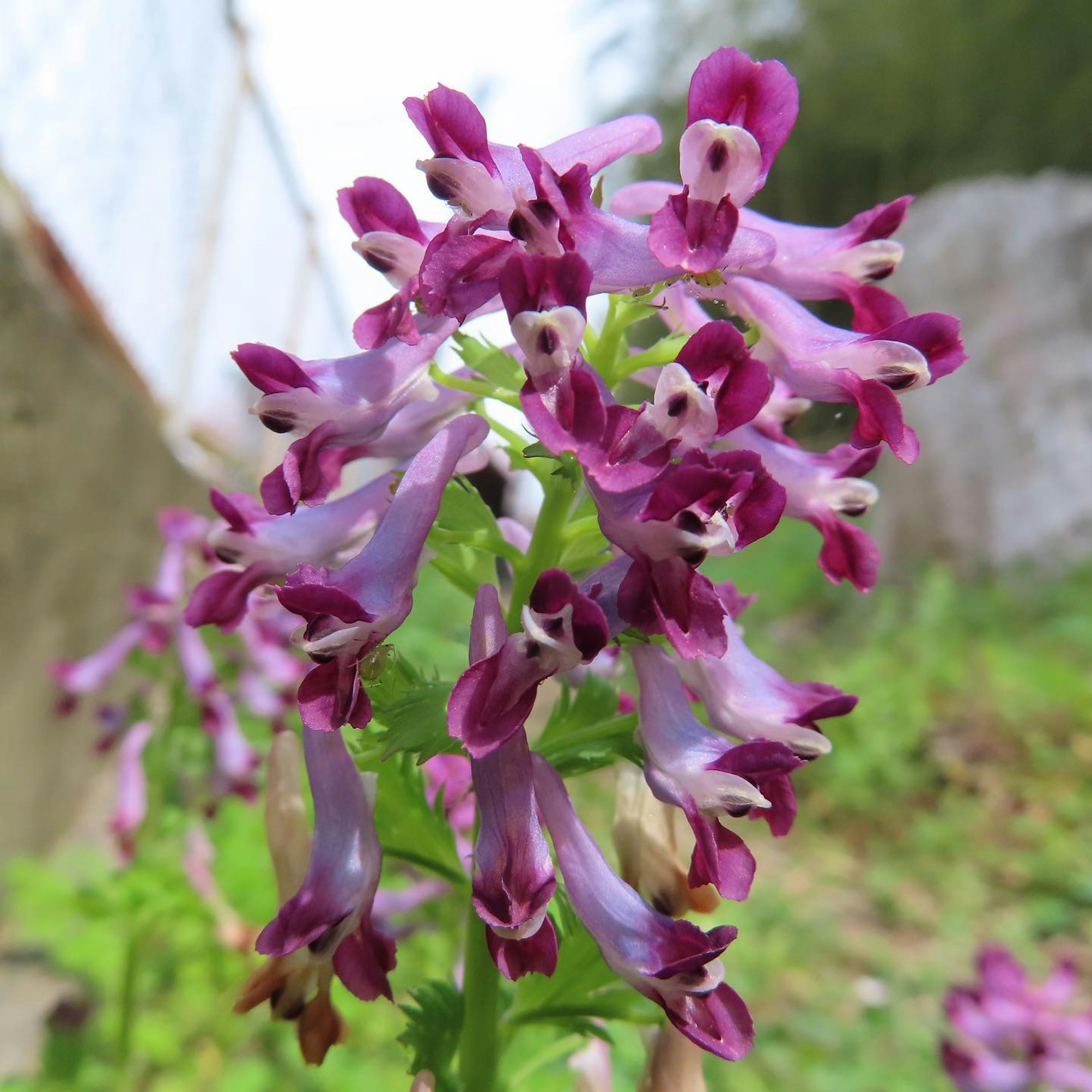 Gruppo di fiori viola vibranti in fiore