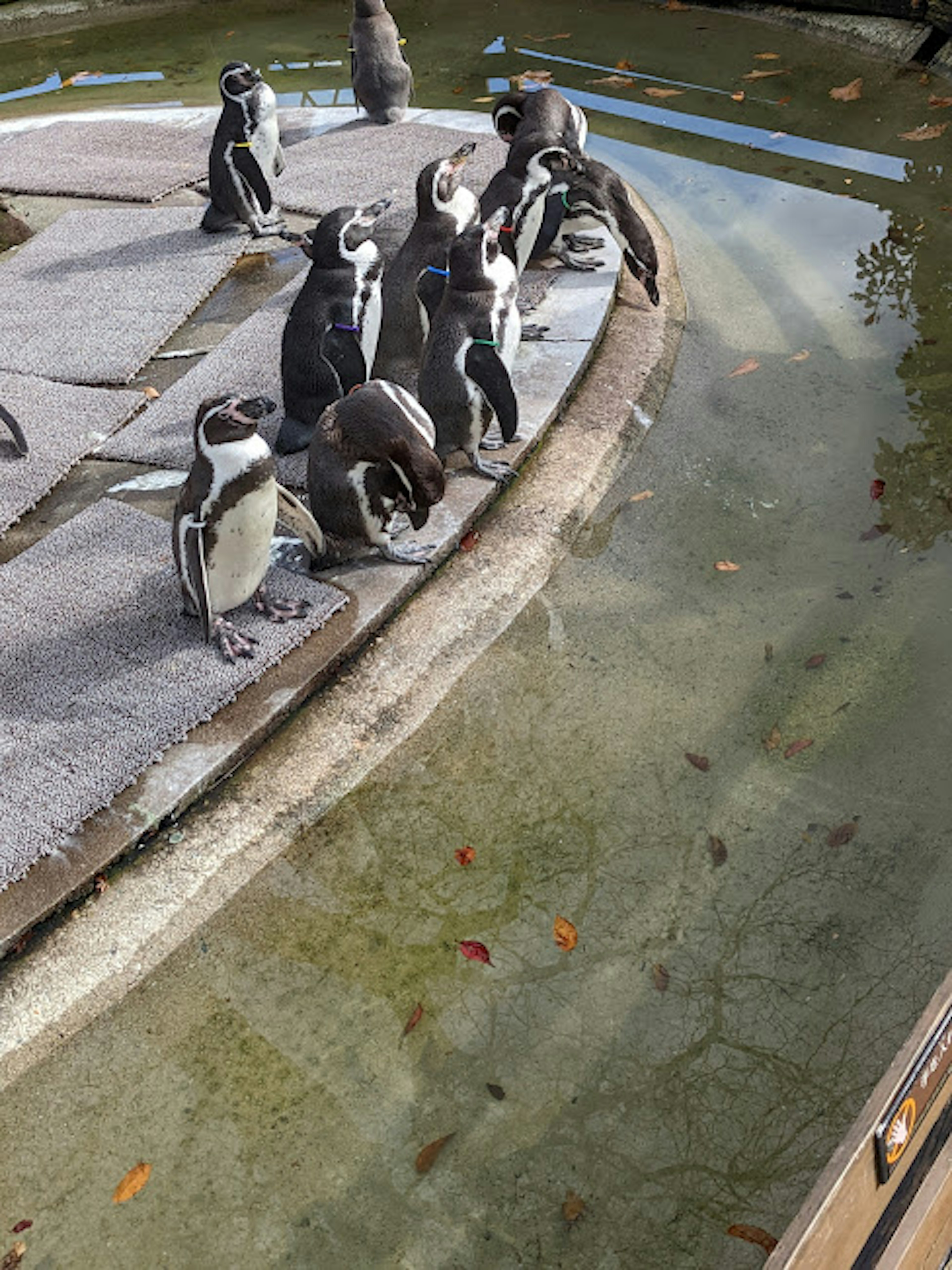 A group of penguins gathered by the water's edge