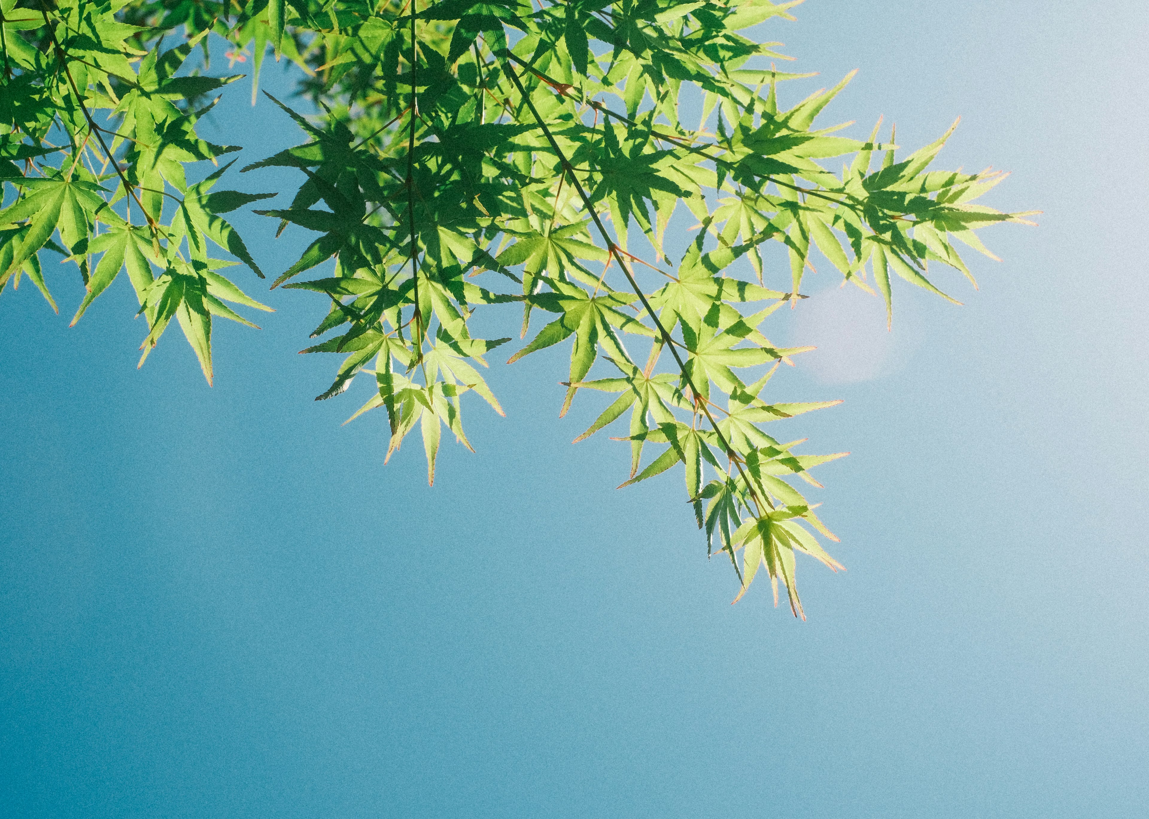 Grüne Bambusblätter vor einem klaren blauen Himmel