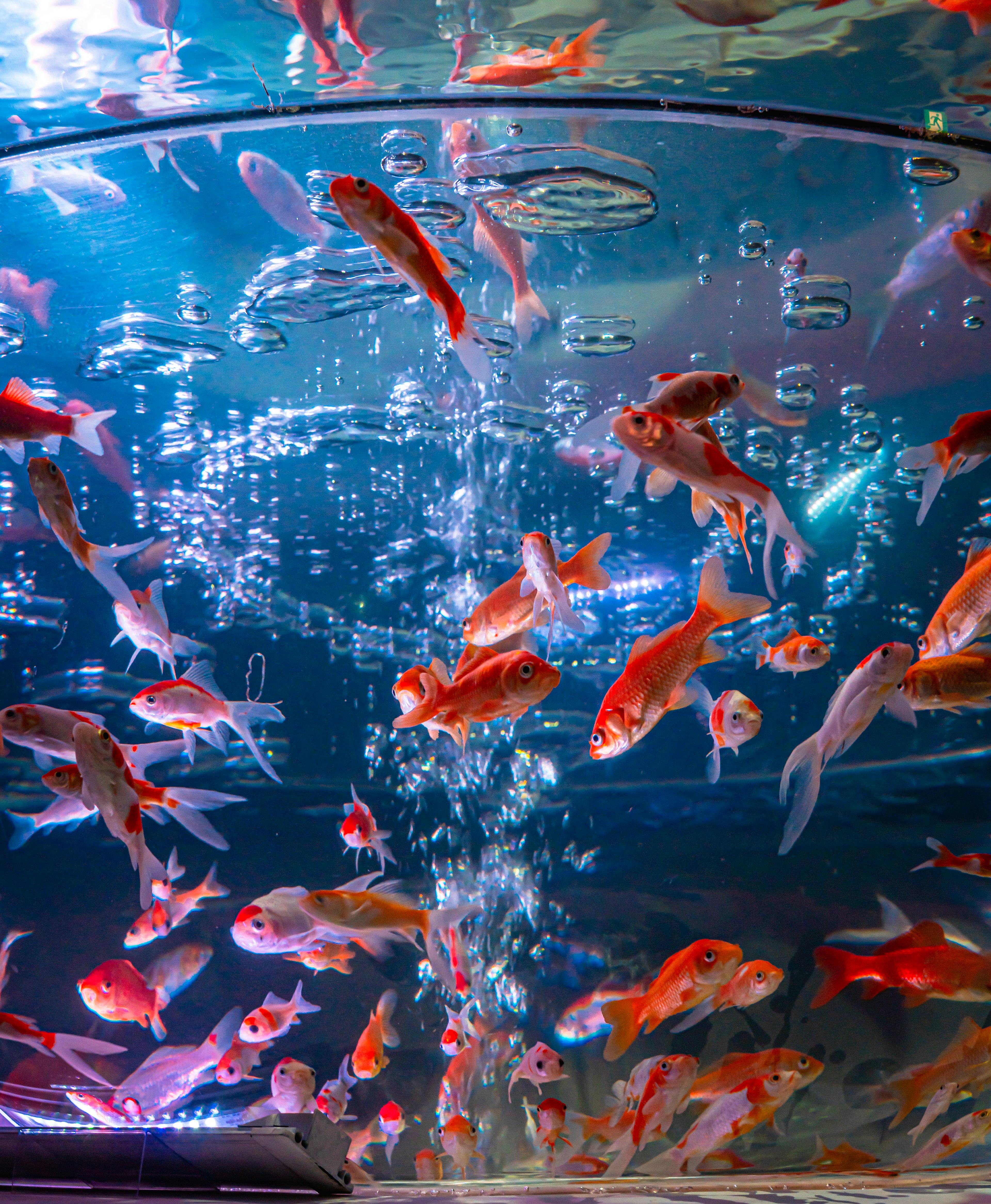 A lively group of goldfish swimming with bubbles in clear water