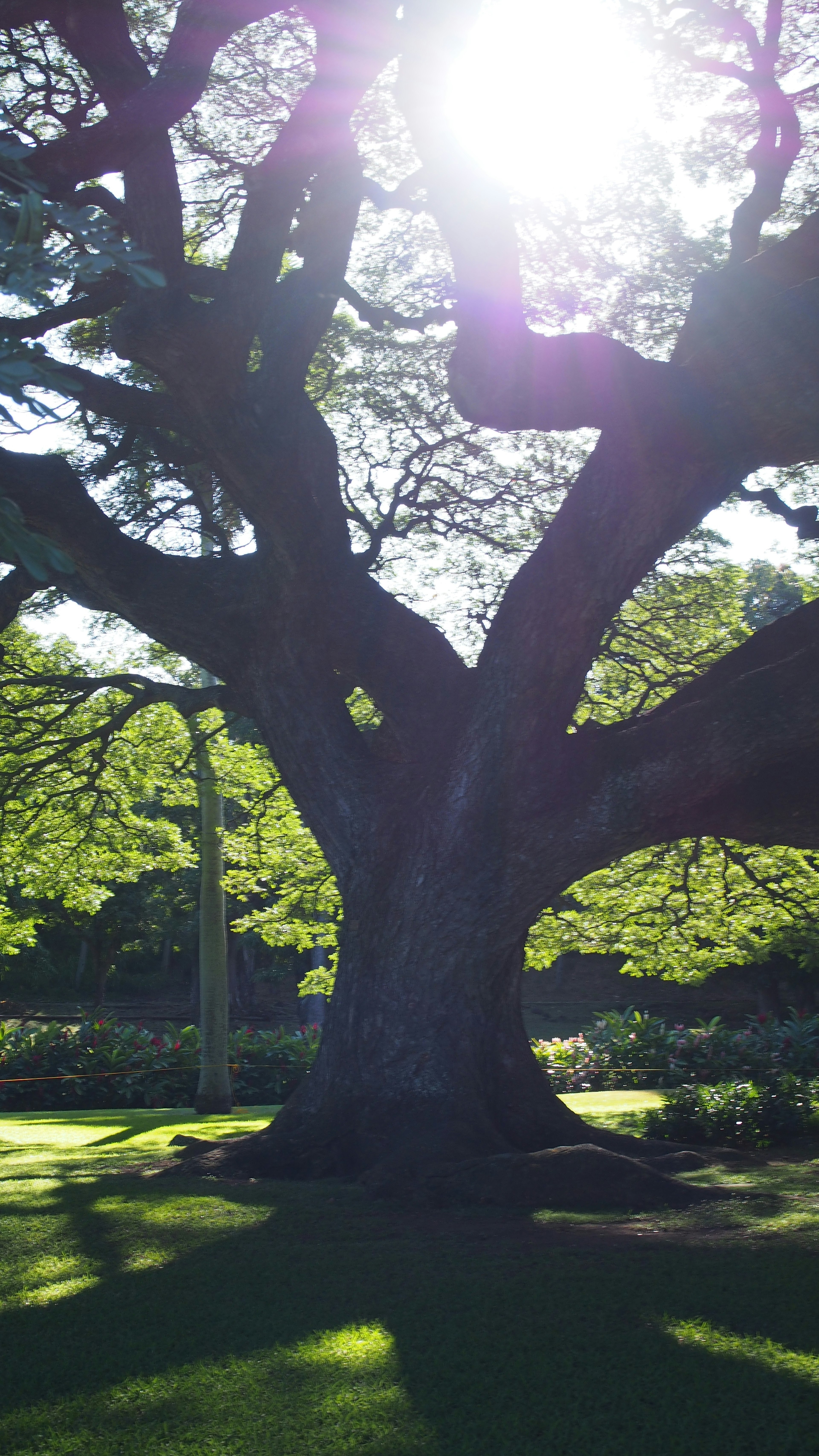 A large tree with sunlight streaming through its branches