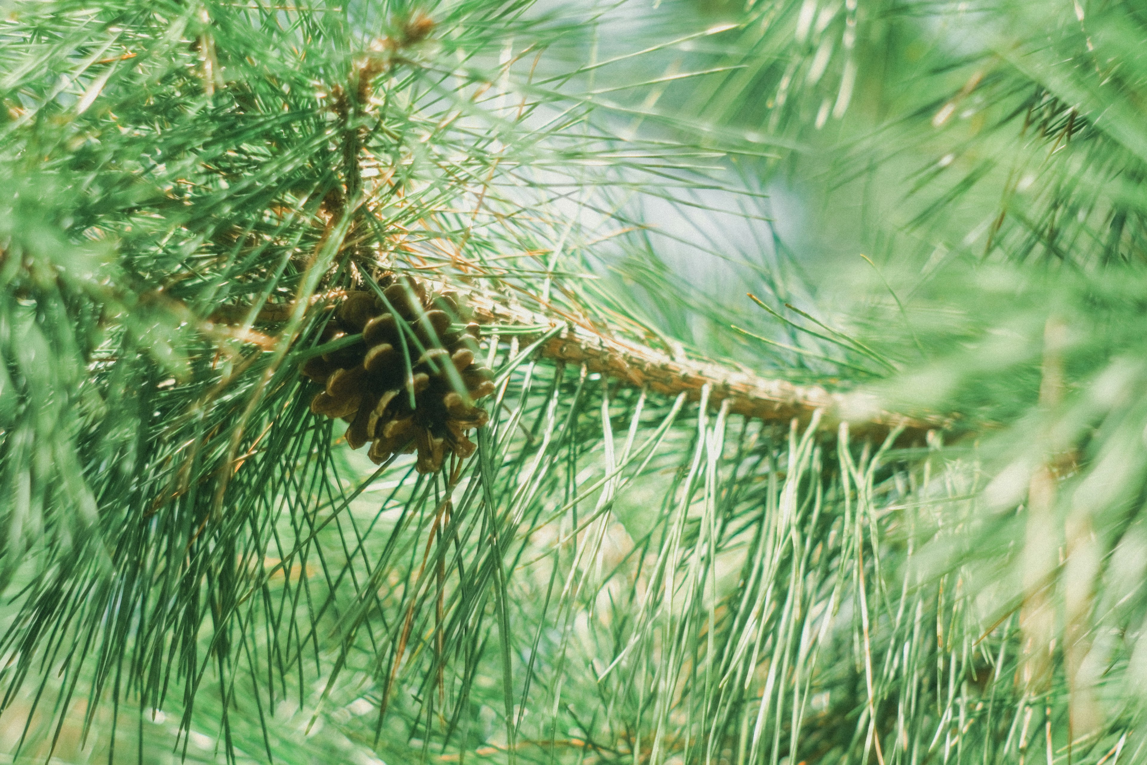 Close-up of a pine cone on a green pine tree branch