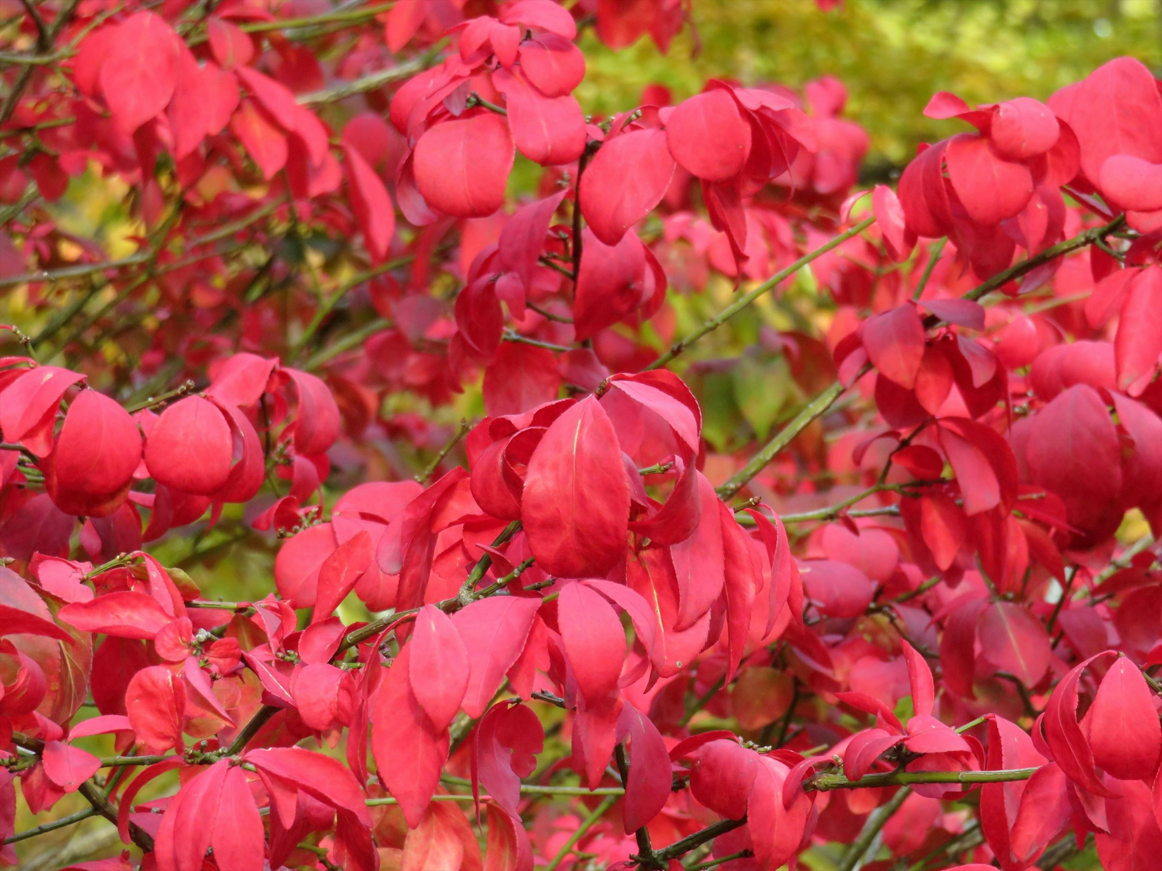 Gros plan sur une plante aux feuilles rouges vives