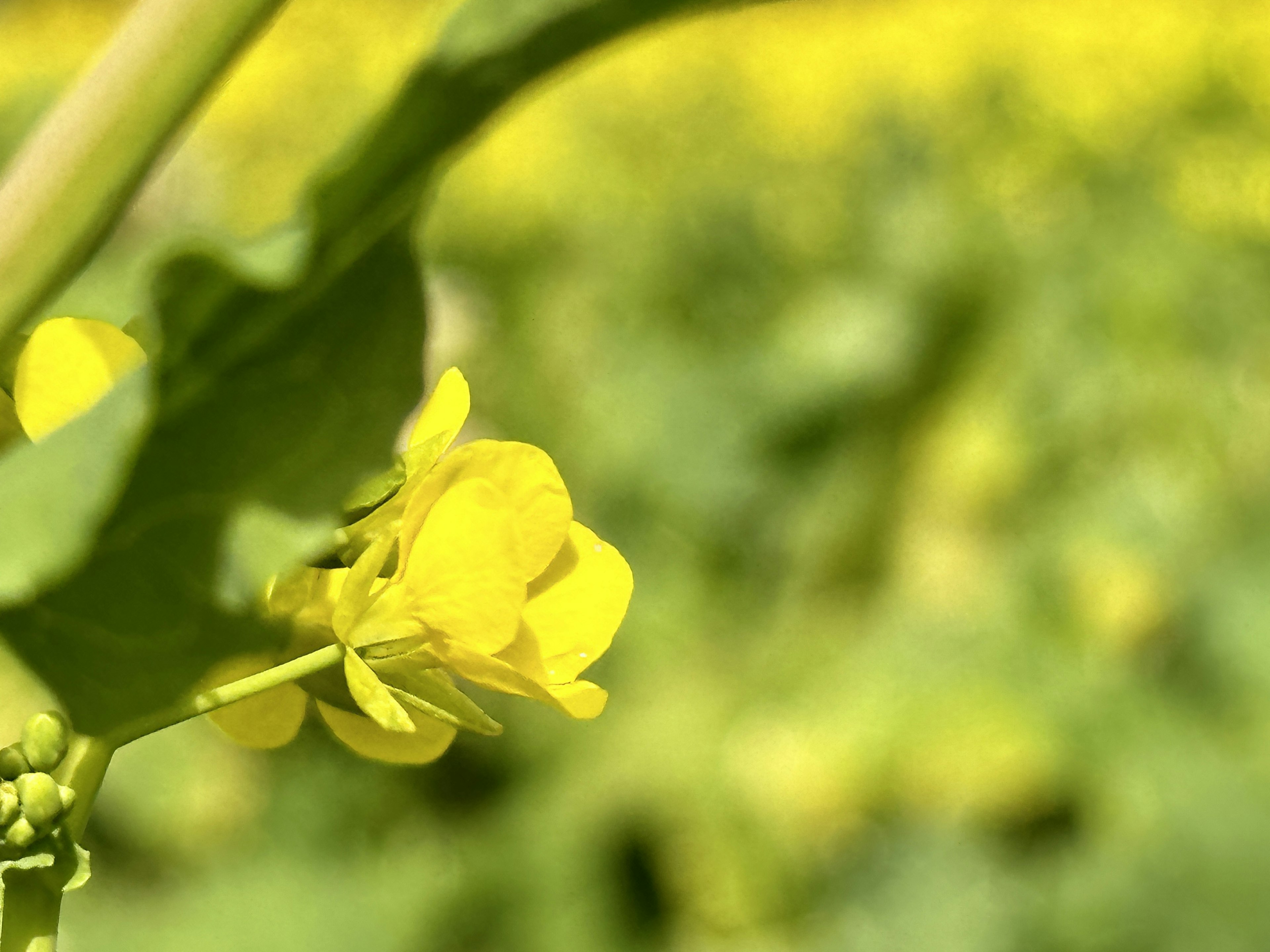 黄色い花が咲いている植物のクローズアップ写真