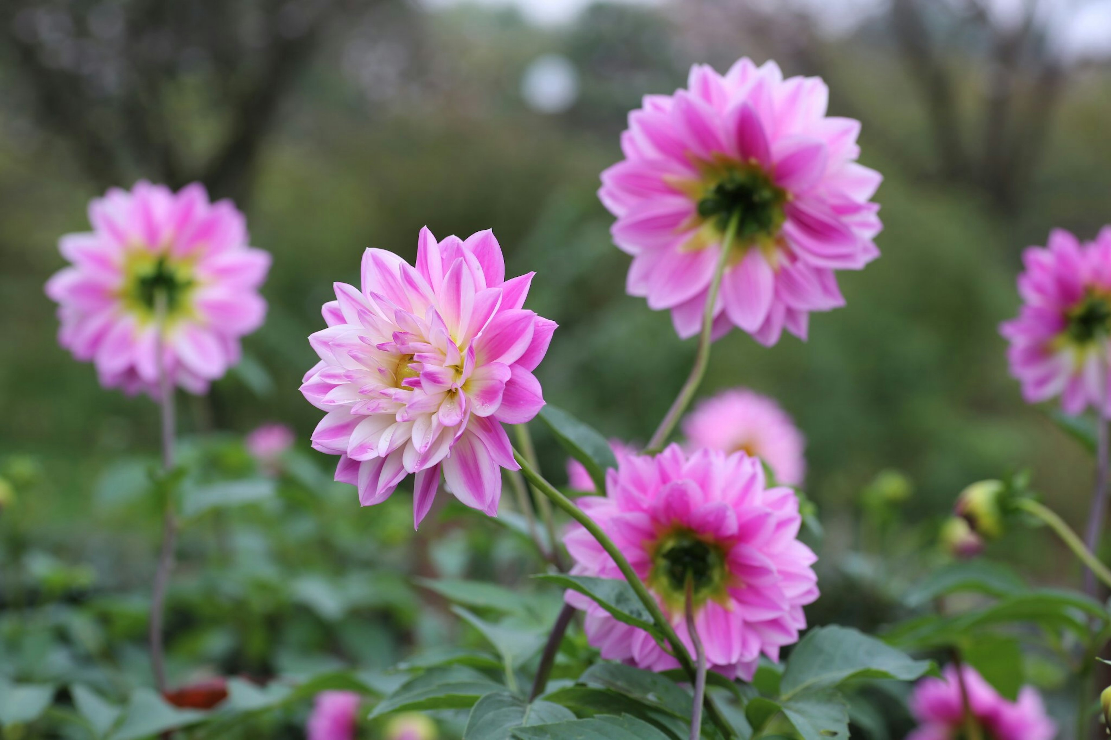 Un grupo de flores de dalia rosa en flor en un jardín