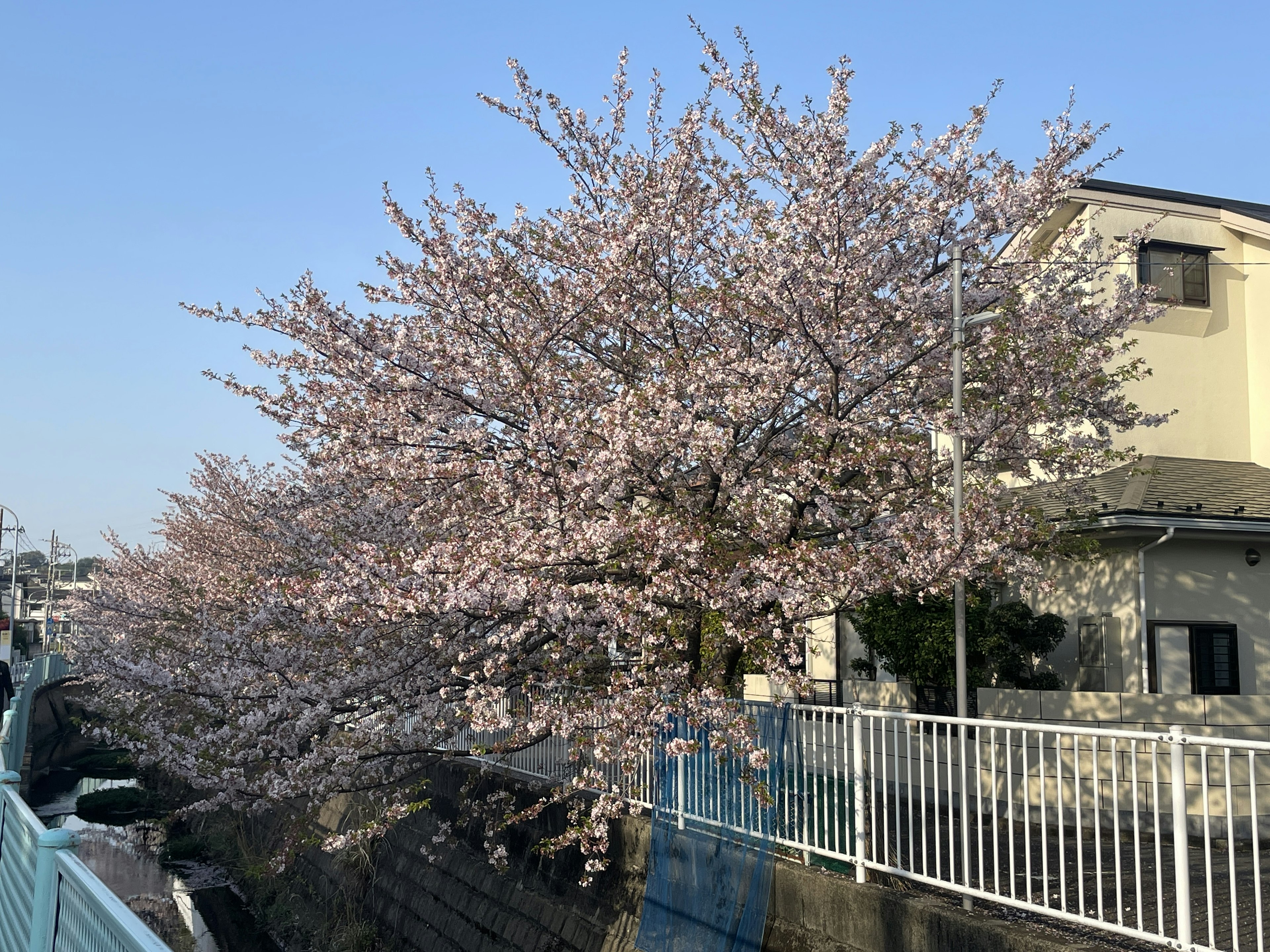 Cherry blossom tree in full bloom against a clear blue sky