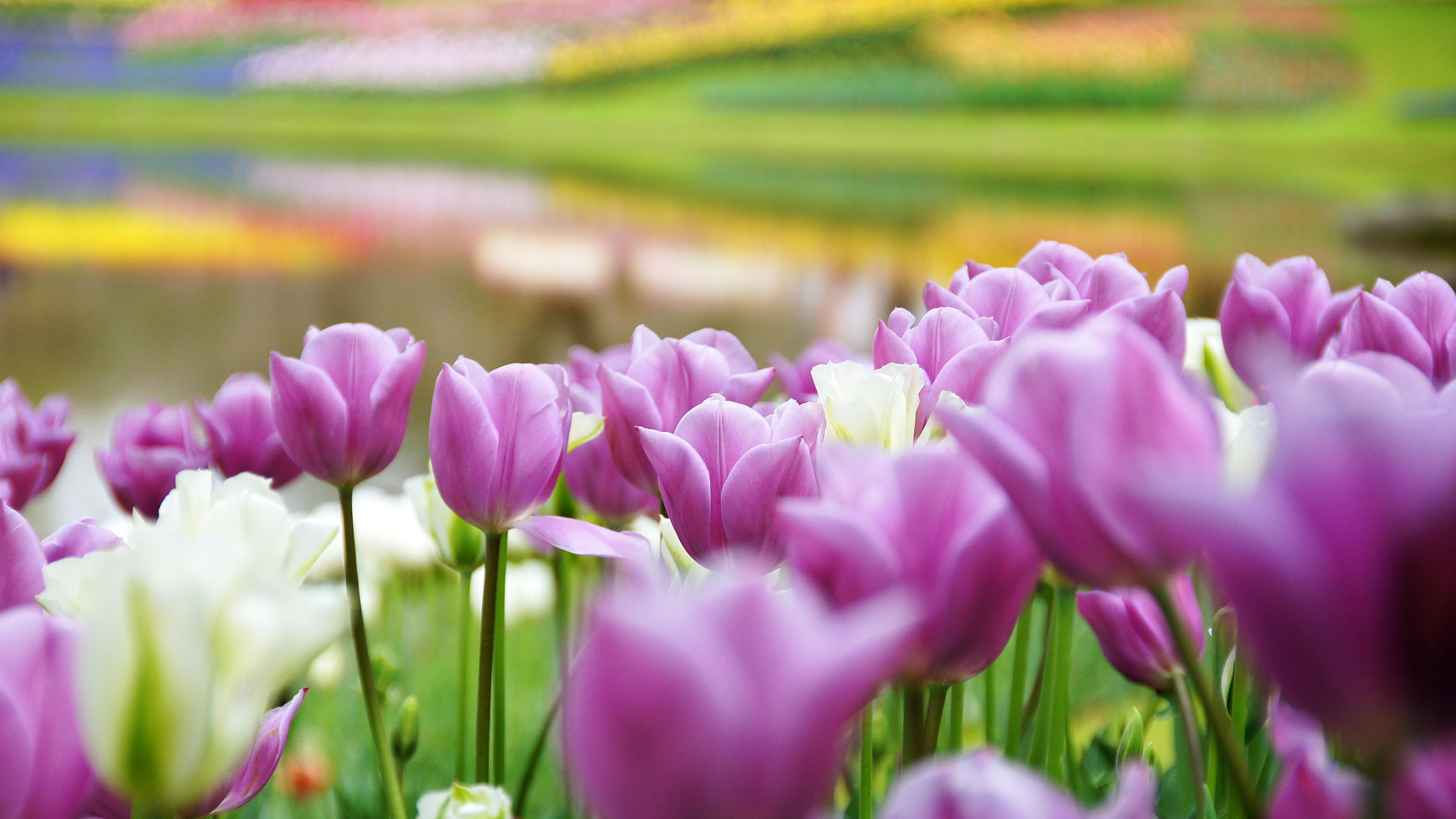 Pemandangan indah dengan tulip ungu dan putih yang mekar