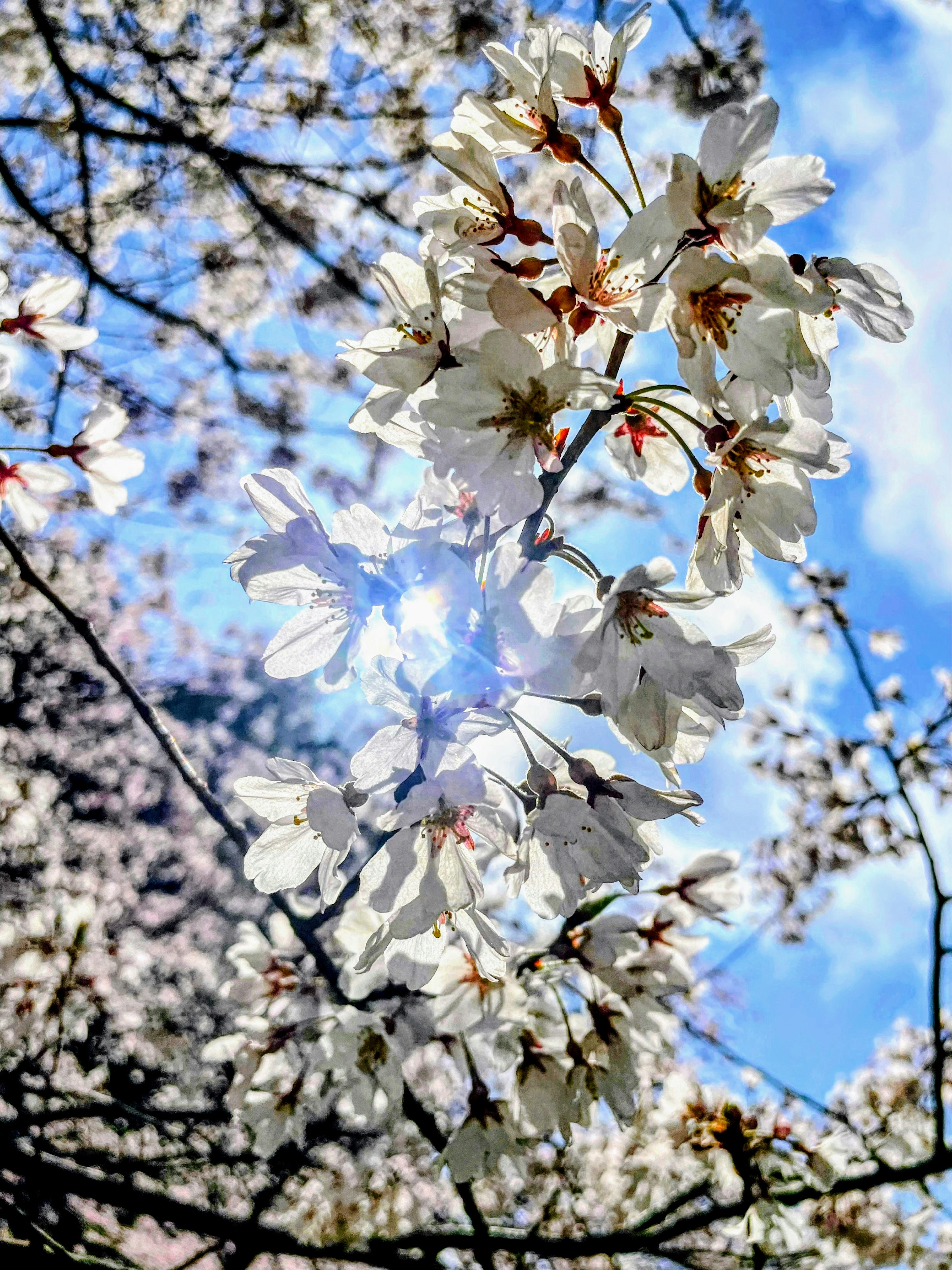 青空の下で咲く桜の花のクローズアップ