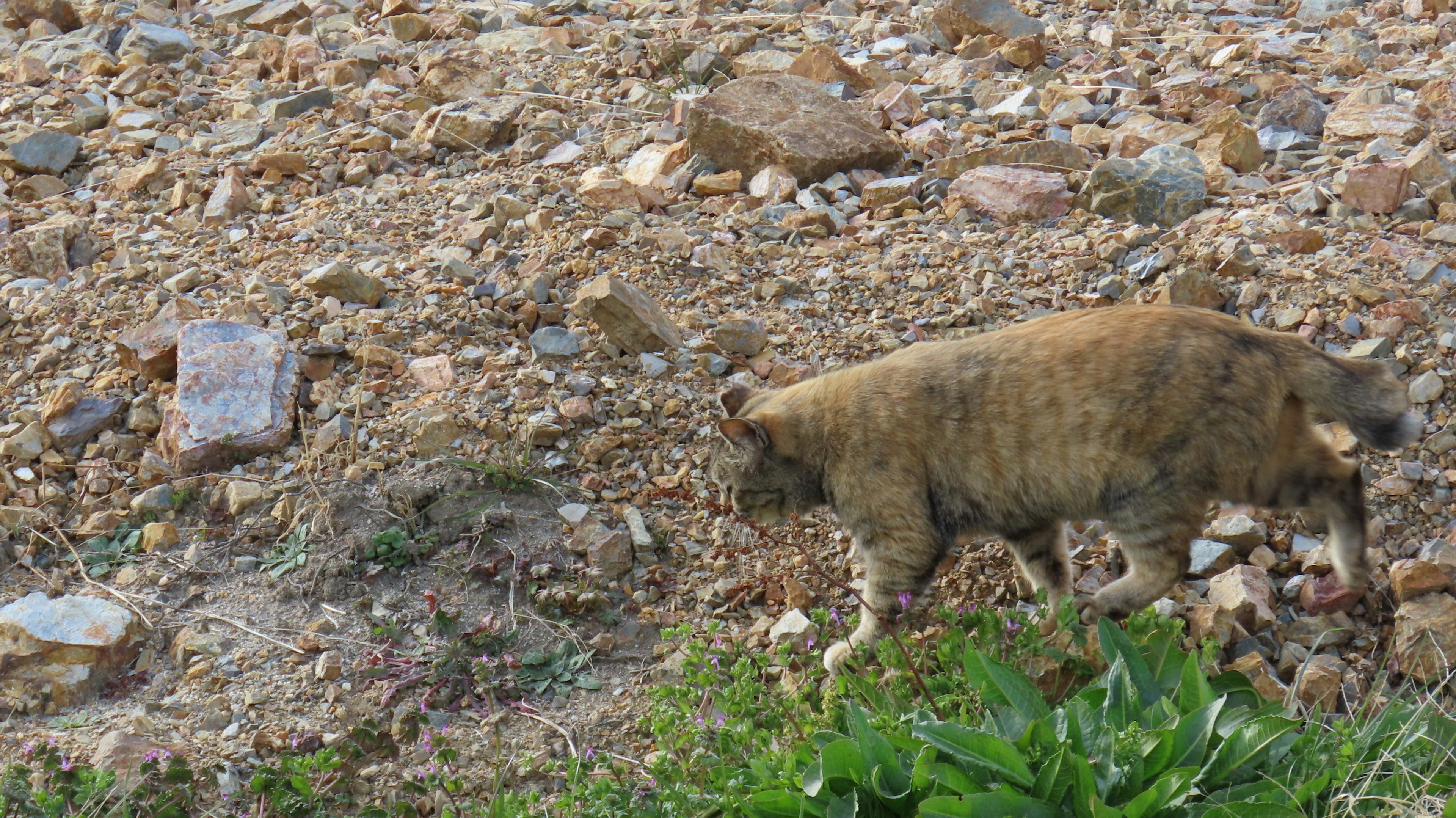 土の上を歩く茶色い動物の横姿