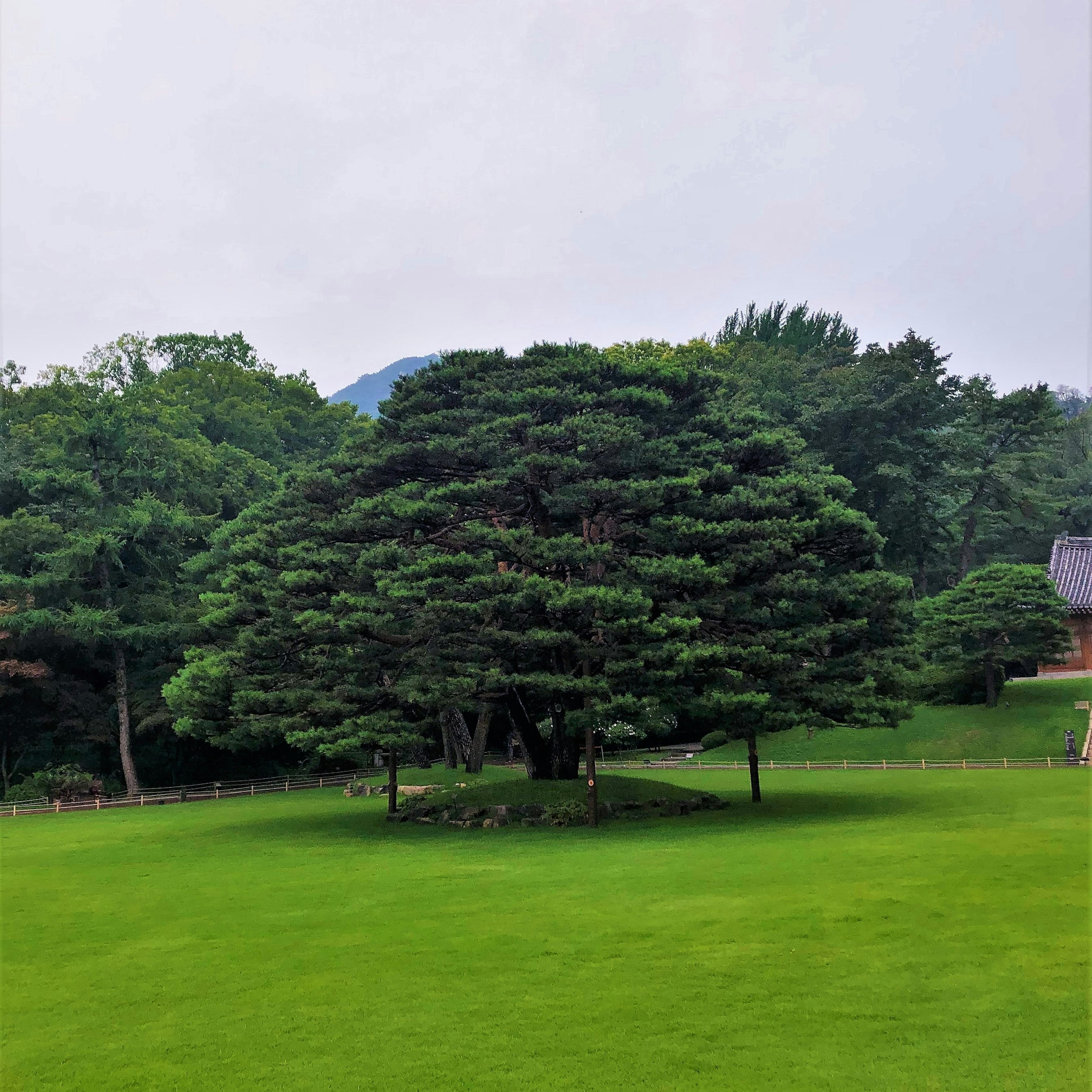 緑豊かな公園にある大きな木と広い芝生