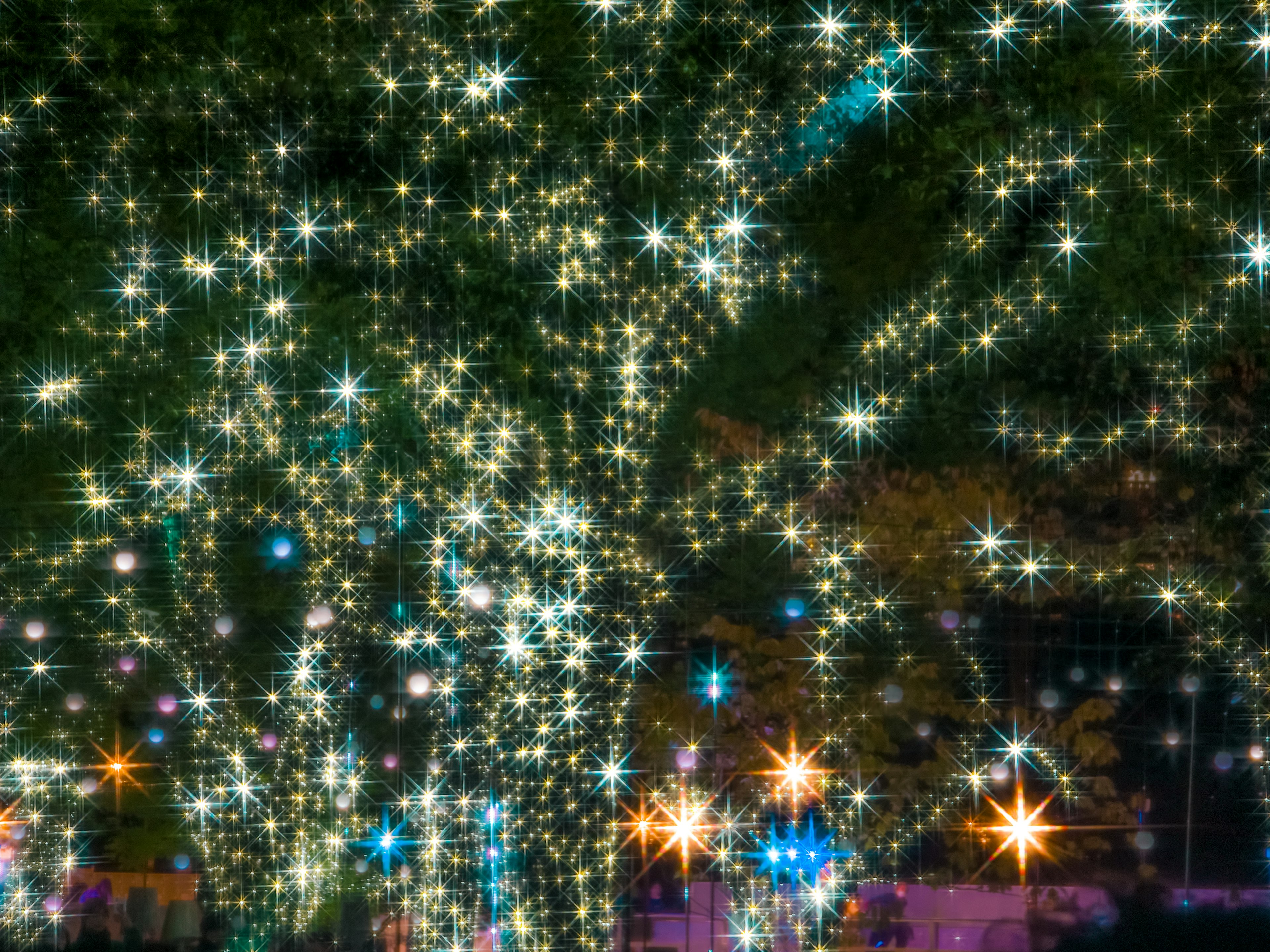 Illuminated trees with sparkling lights at night