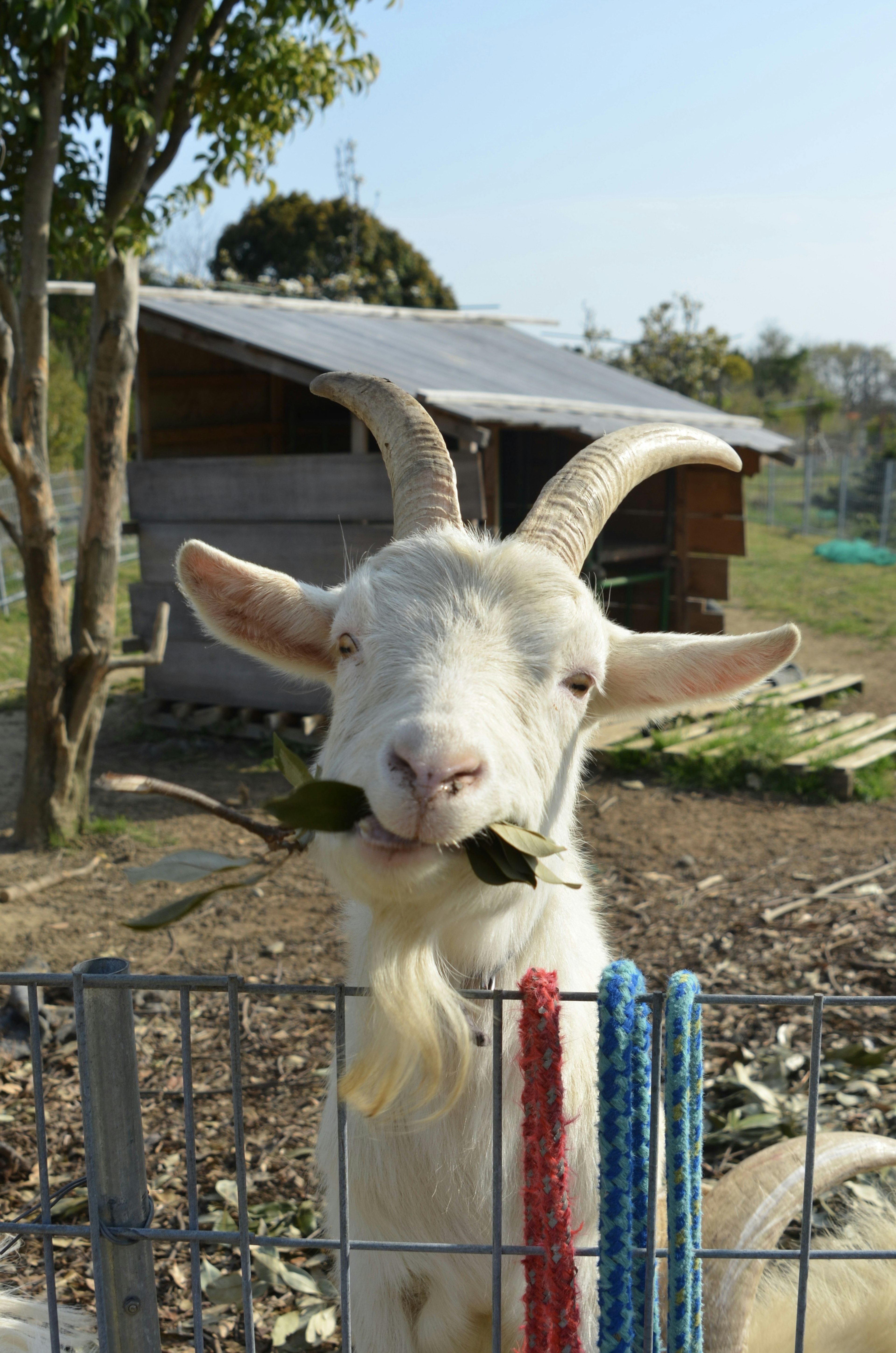 ヤギが葉を食べている様子で、背景には小屋と青空が広がる