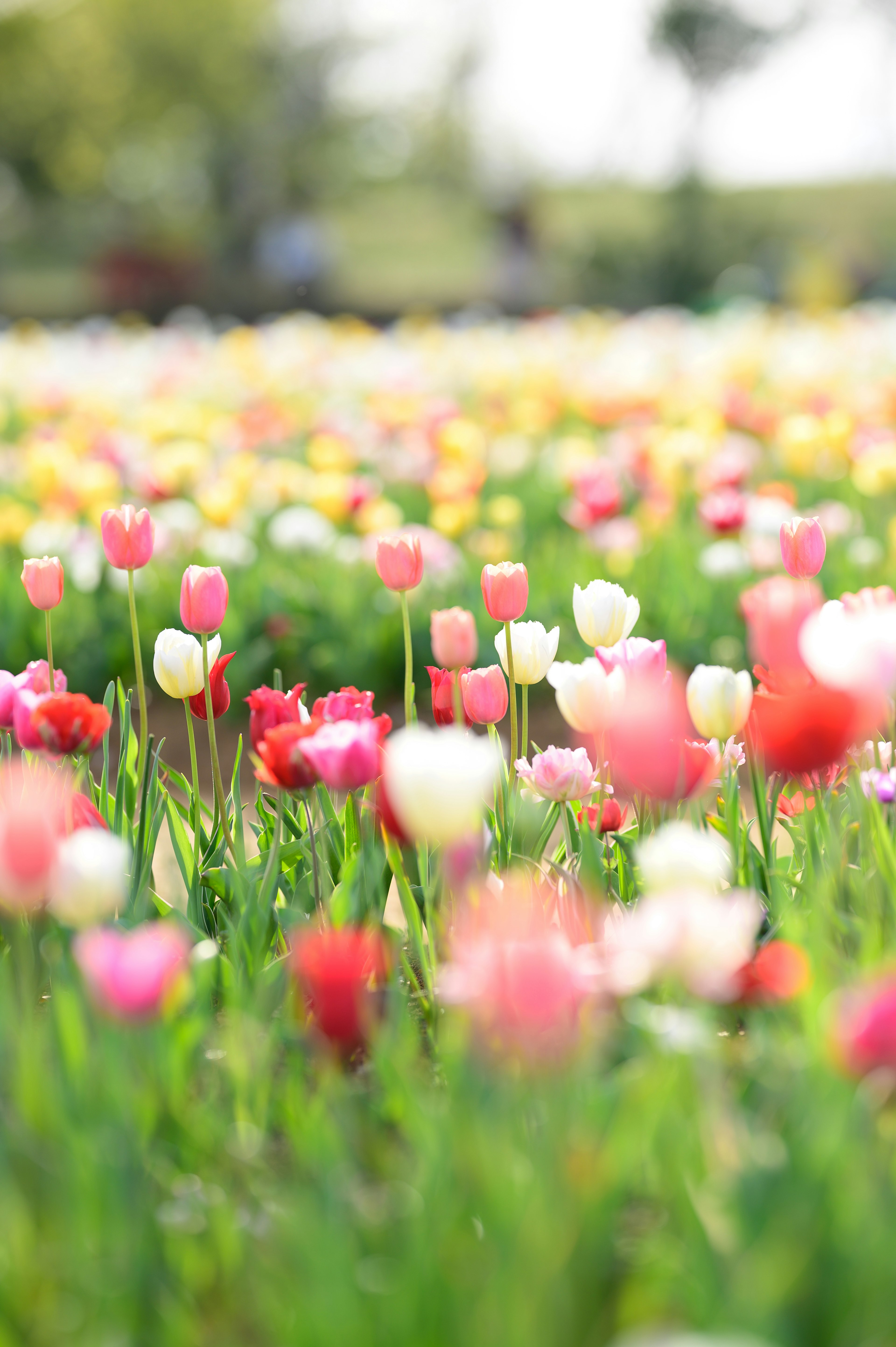 Vibrant tulip field with various colors of blooming flowers