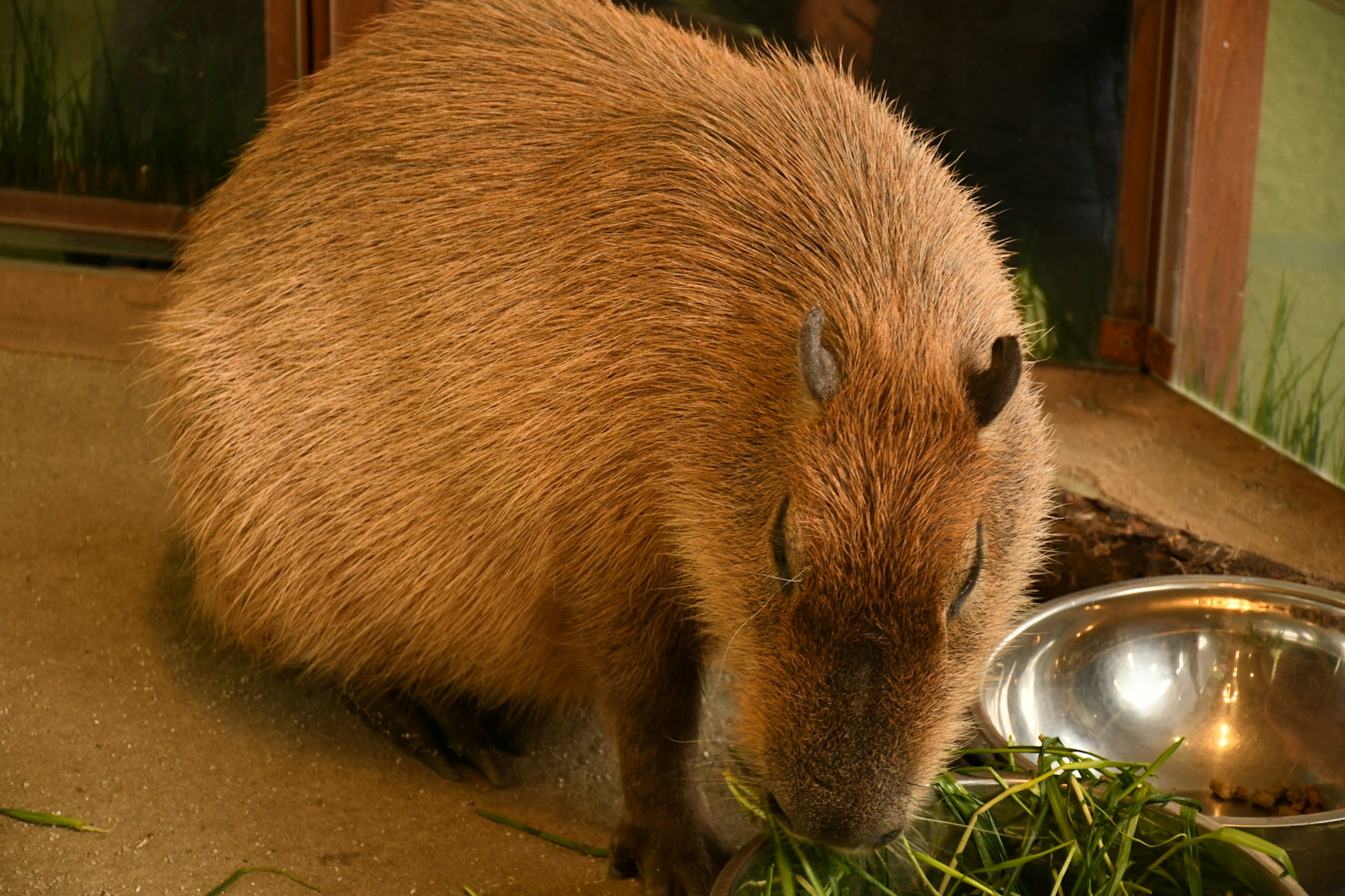 Un capybara en train de manger de l'herbe