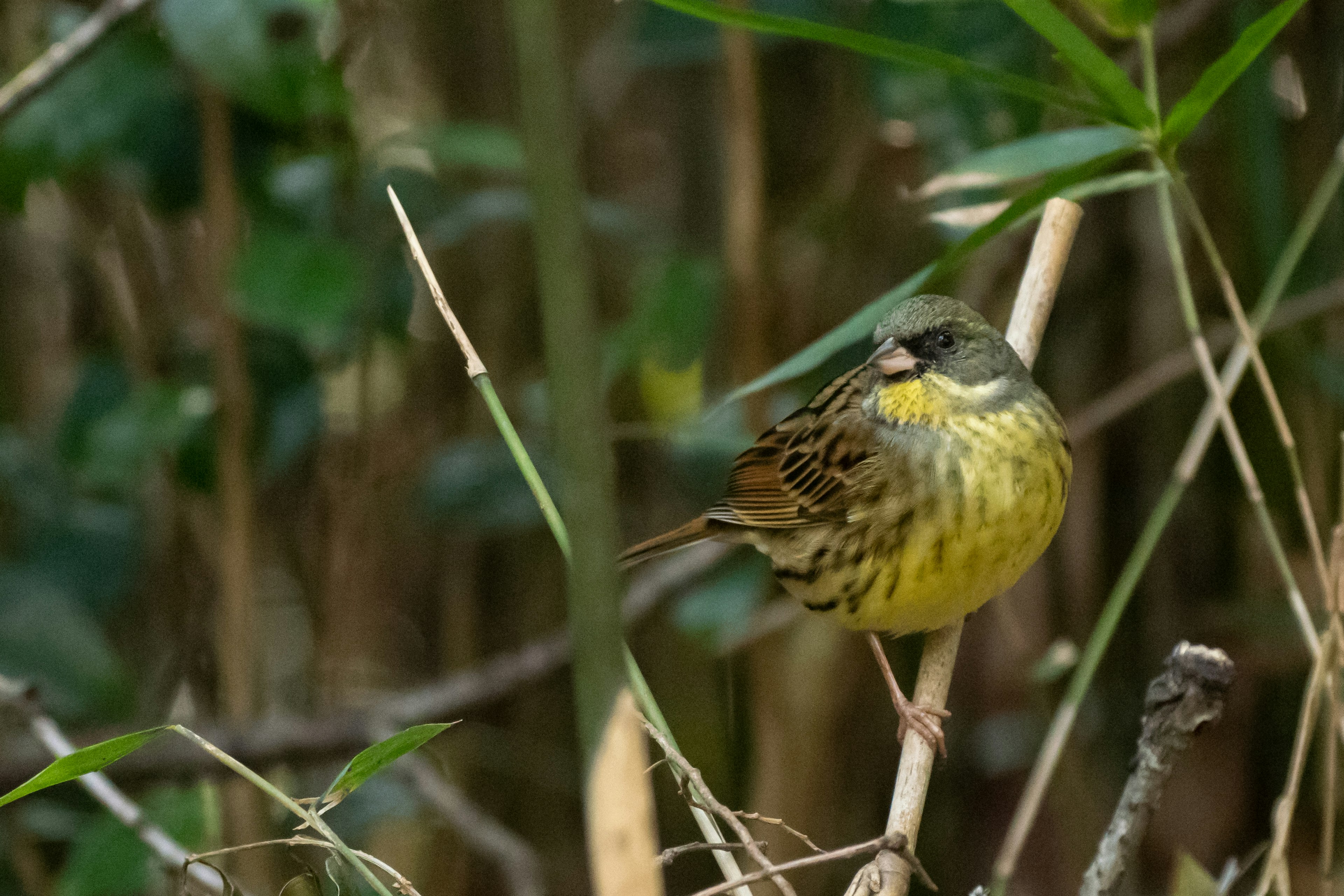 Seekor burung kuning kecil bertengger di antara batang bambu