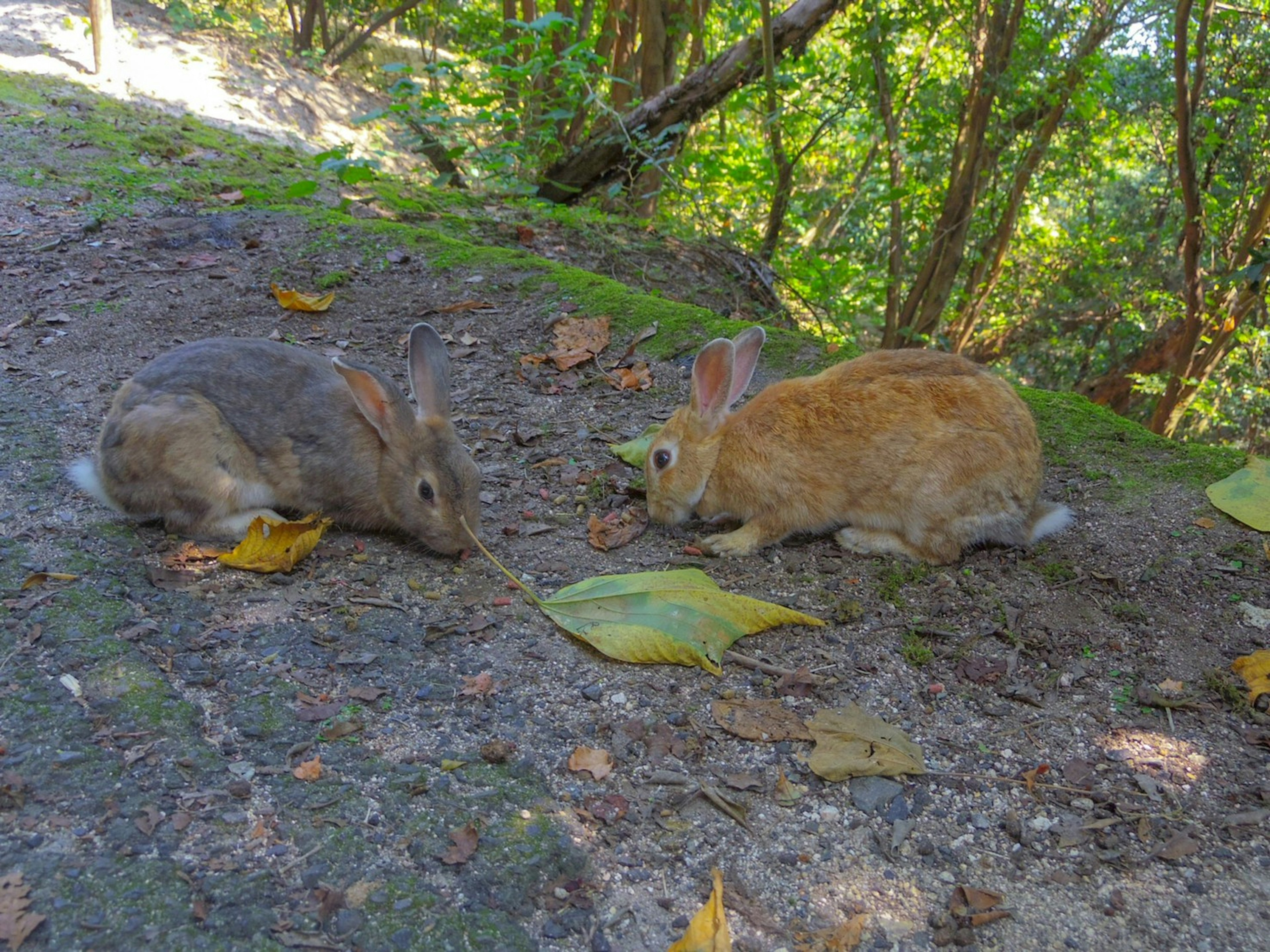 Zwei Kaninchen fressen Blätter auf dem Boden vor grünem Hintergrund