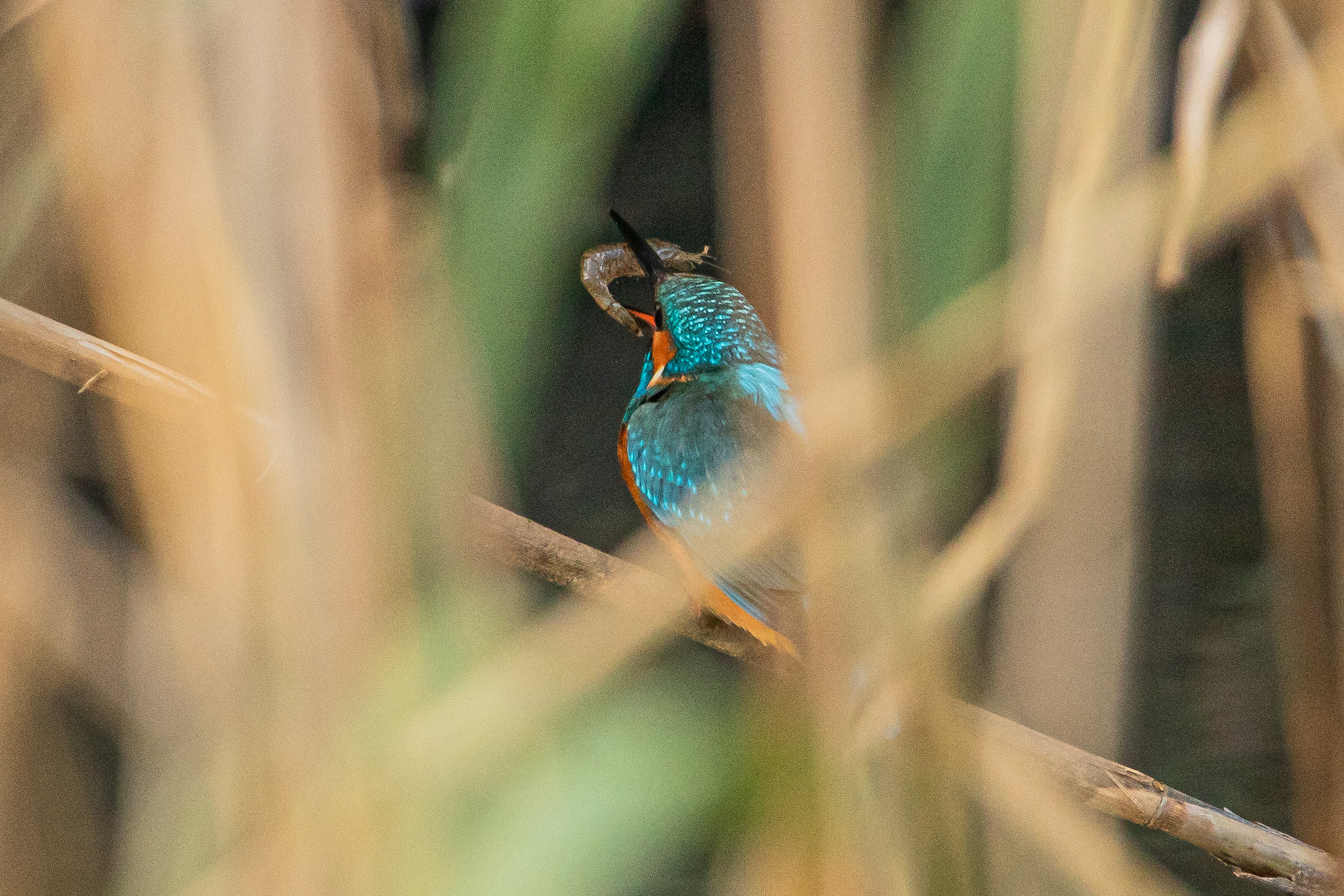 Ein Eisvogel mit blauen Federn, der Beute durch das Laub hält