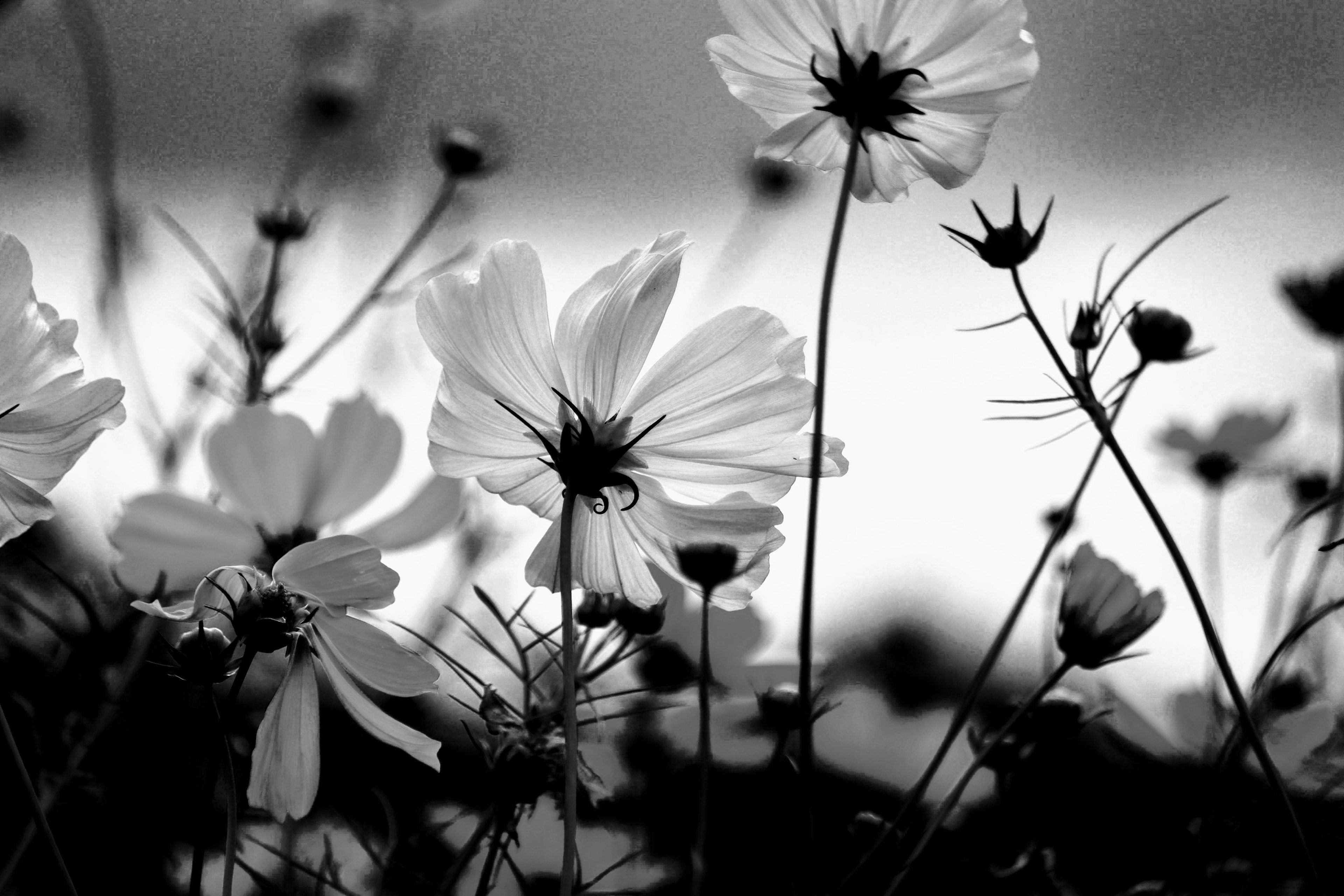 Primo piano di fiori bianchi in bianco e nero