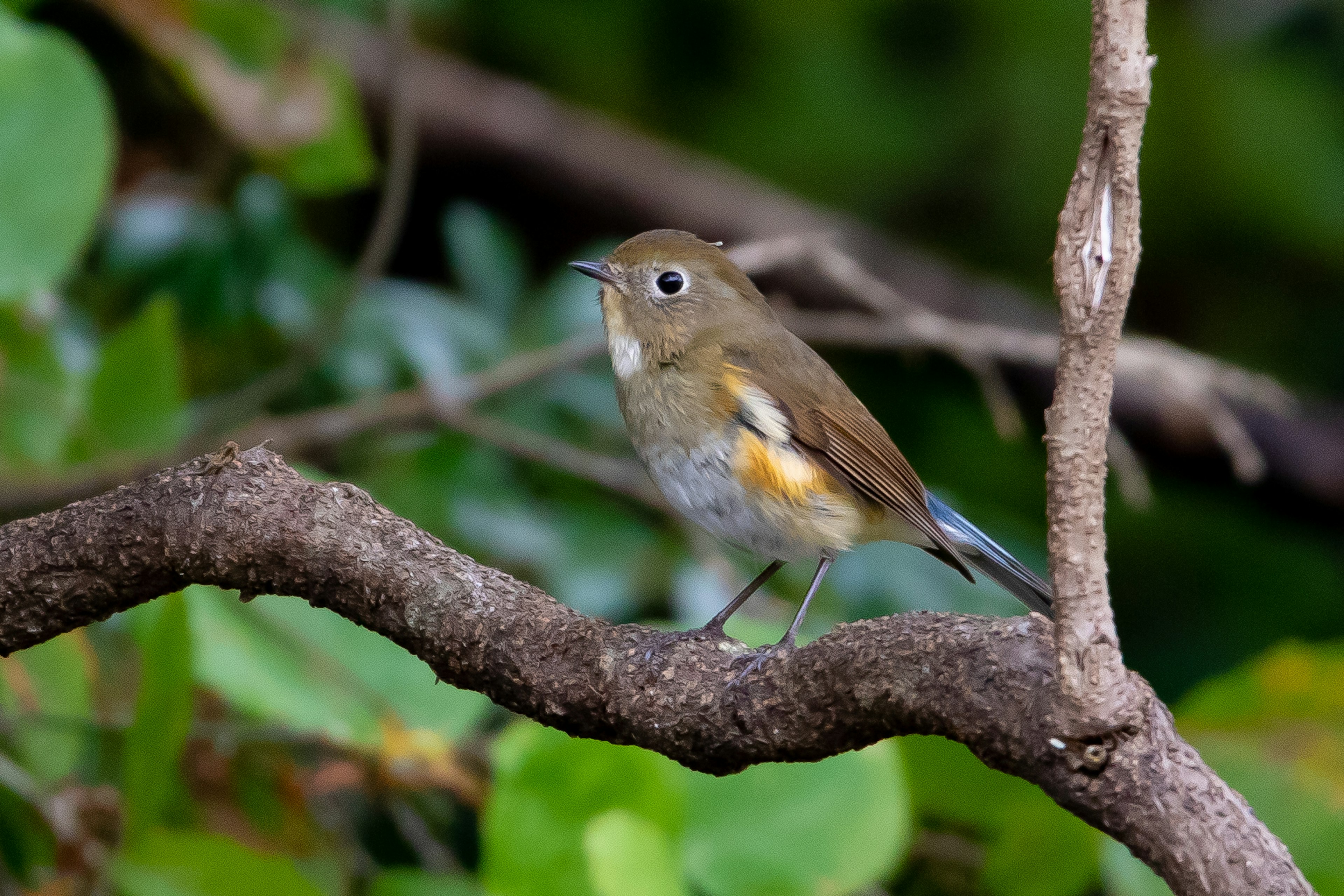 Un pequeño pájaro posado en una rama con un fondo verde