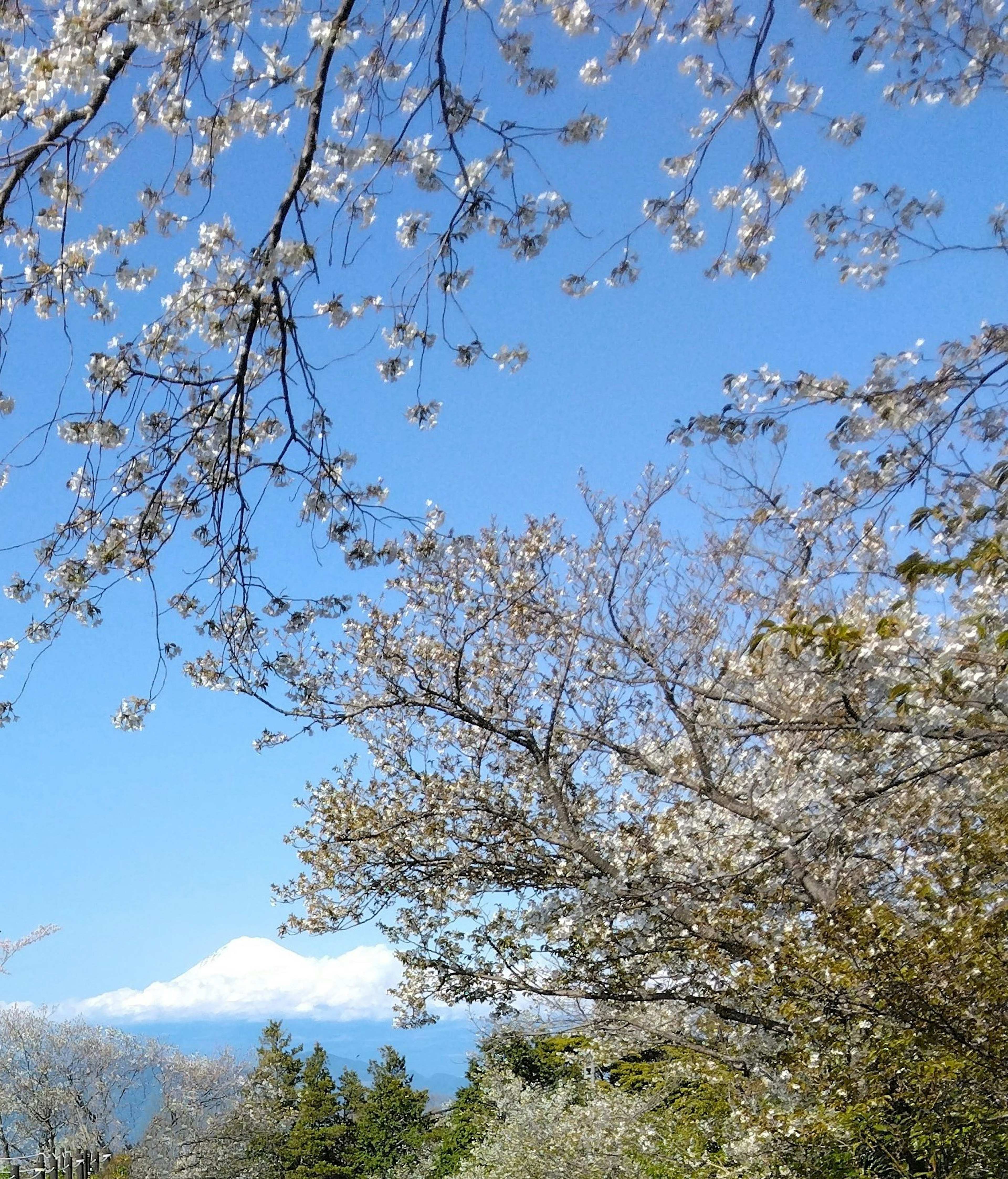 Fleurs de cerisier sous un ciel bleu avec le mont Fuji en arrière-plan