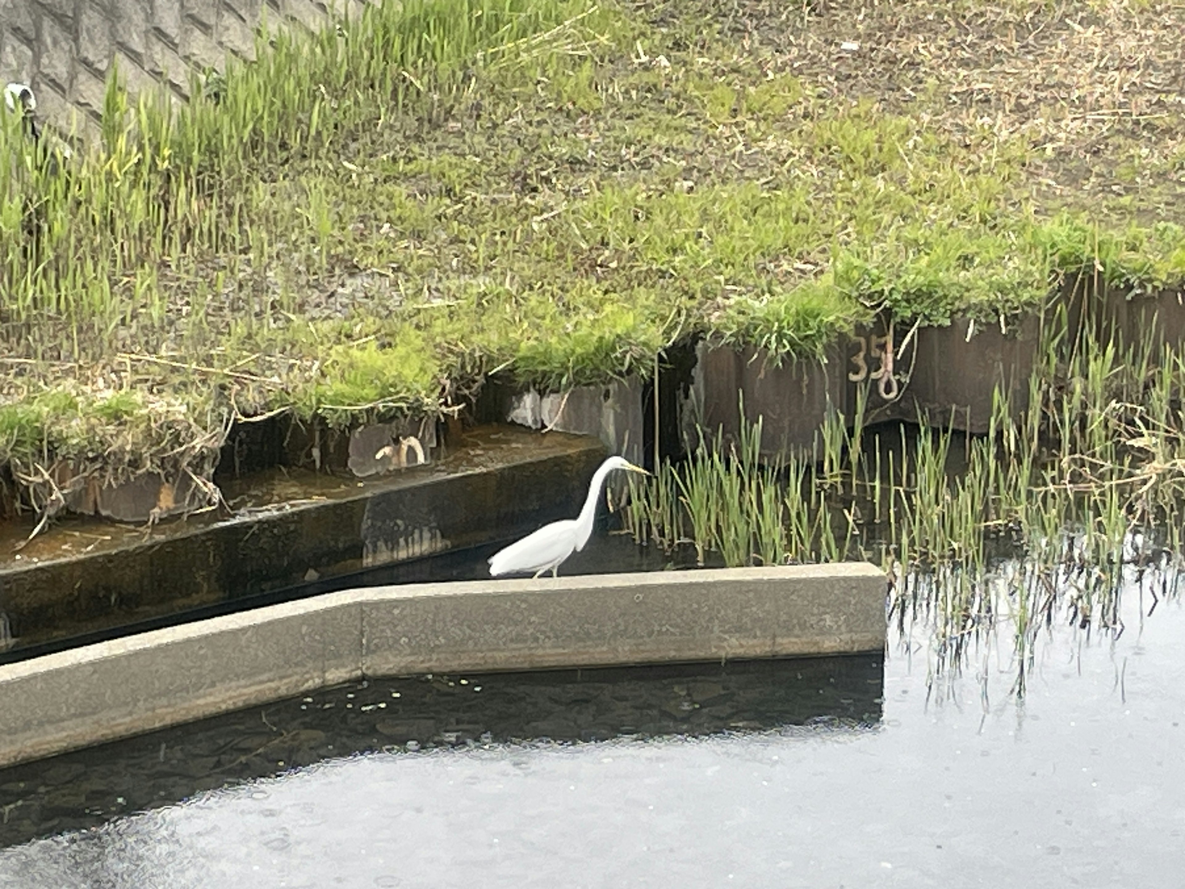 Ein weißer Reiher steht am Ufer