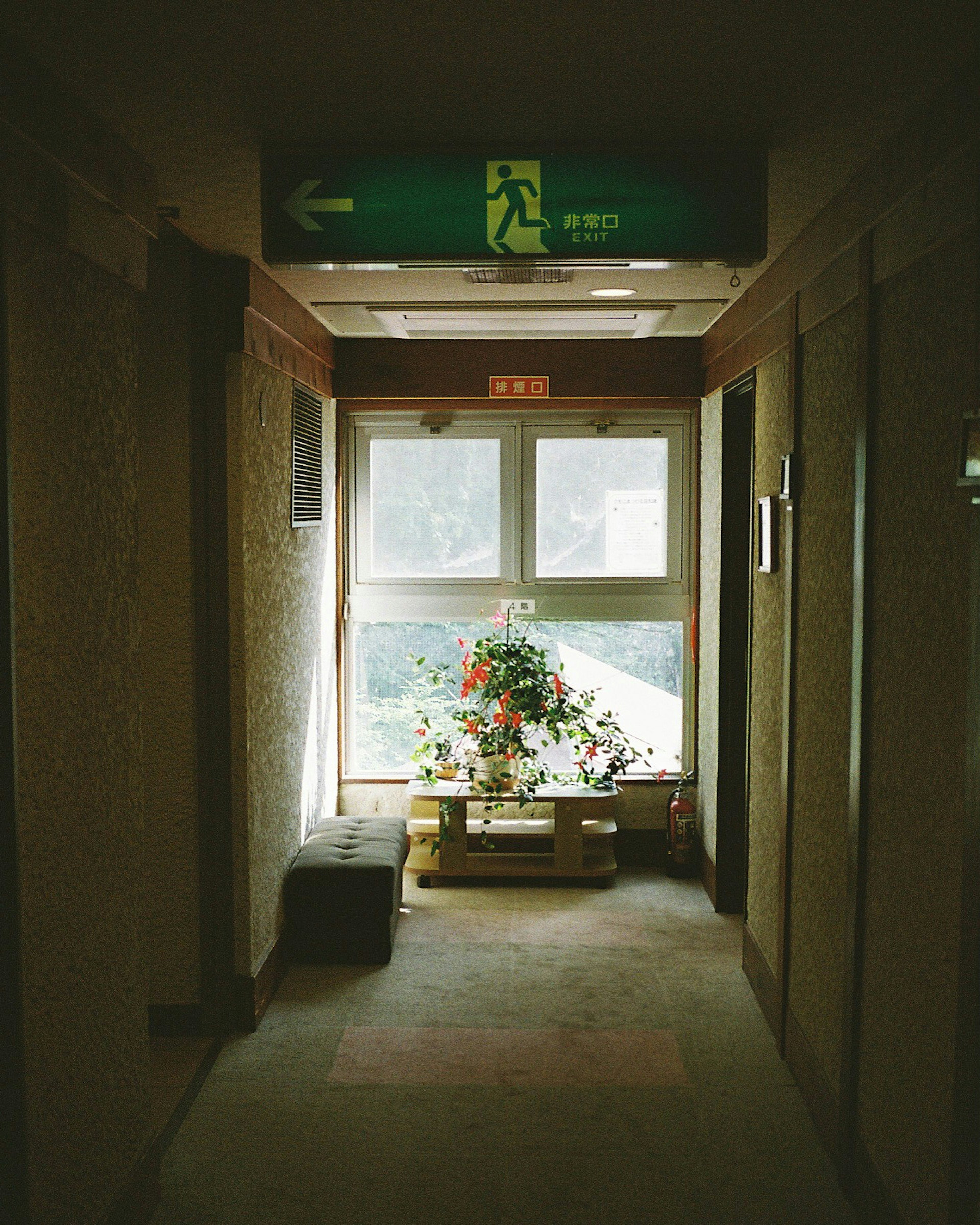 Un couloir lumineux avec une fenêtre ornée de fleurs