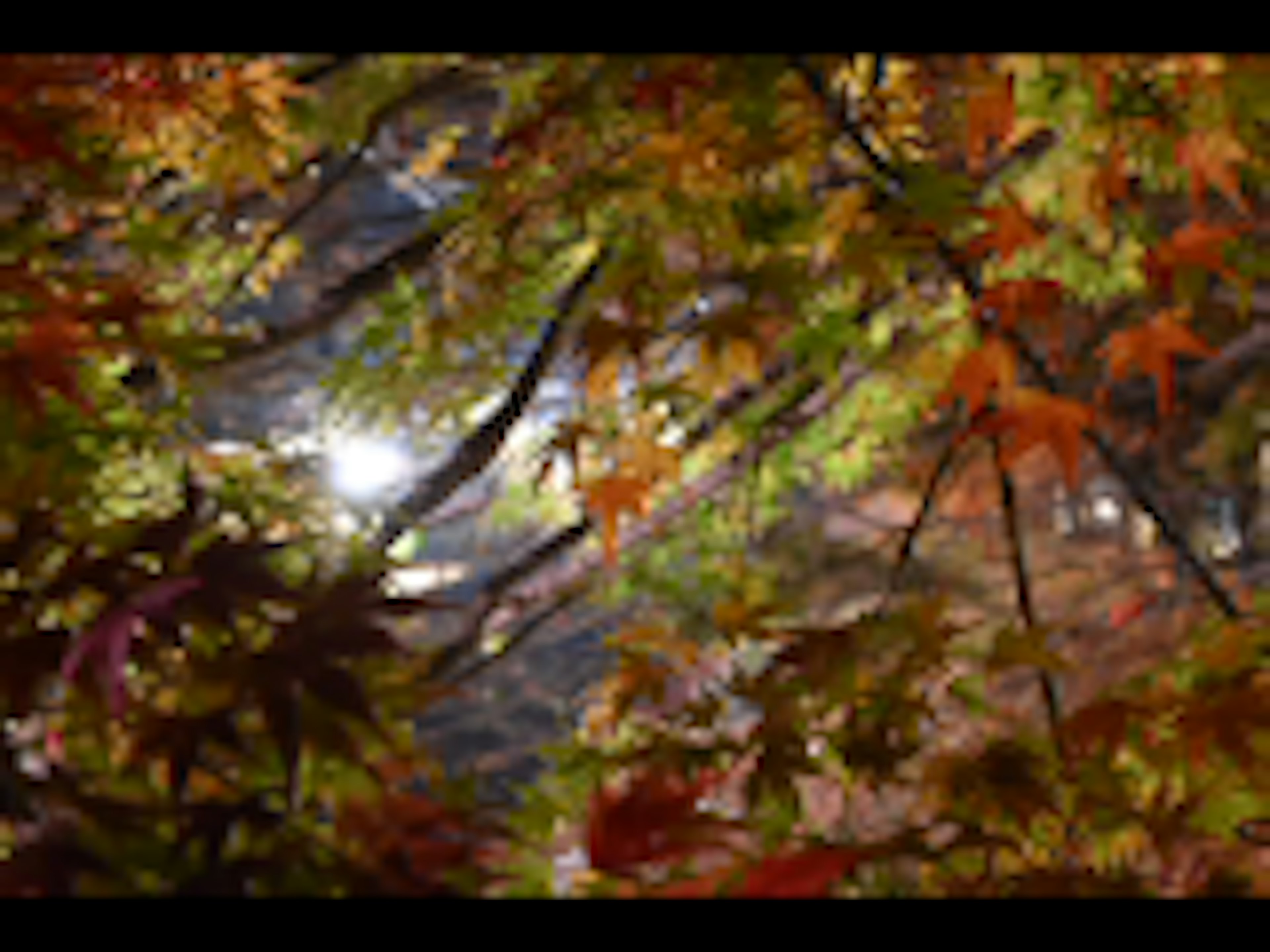 Scene of autumn foliage with colorful leaves filtering sunlight